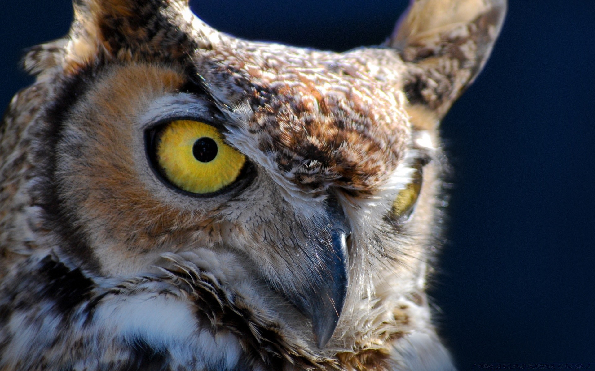 owl bird raptor wildlife nature animal portrait beak eye feather wild prey predator mammal staring head eagle avian