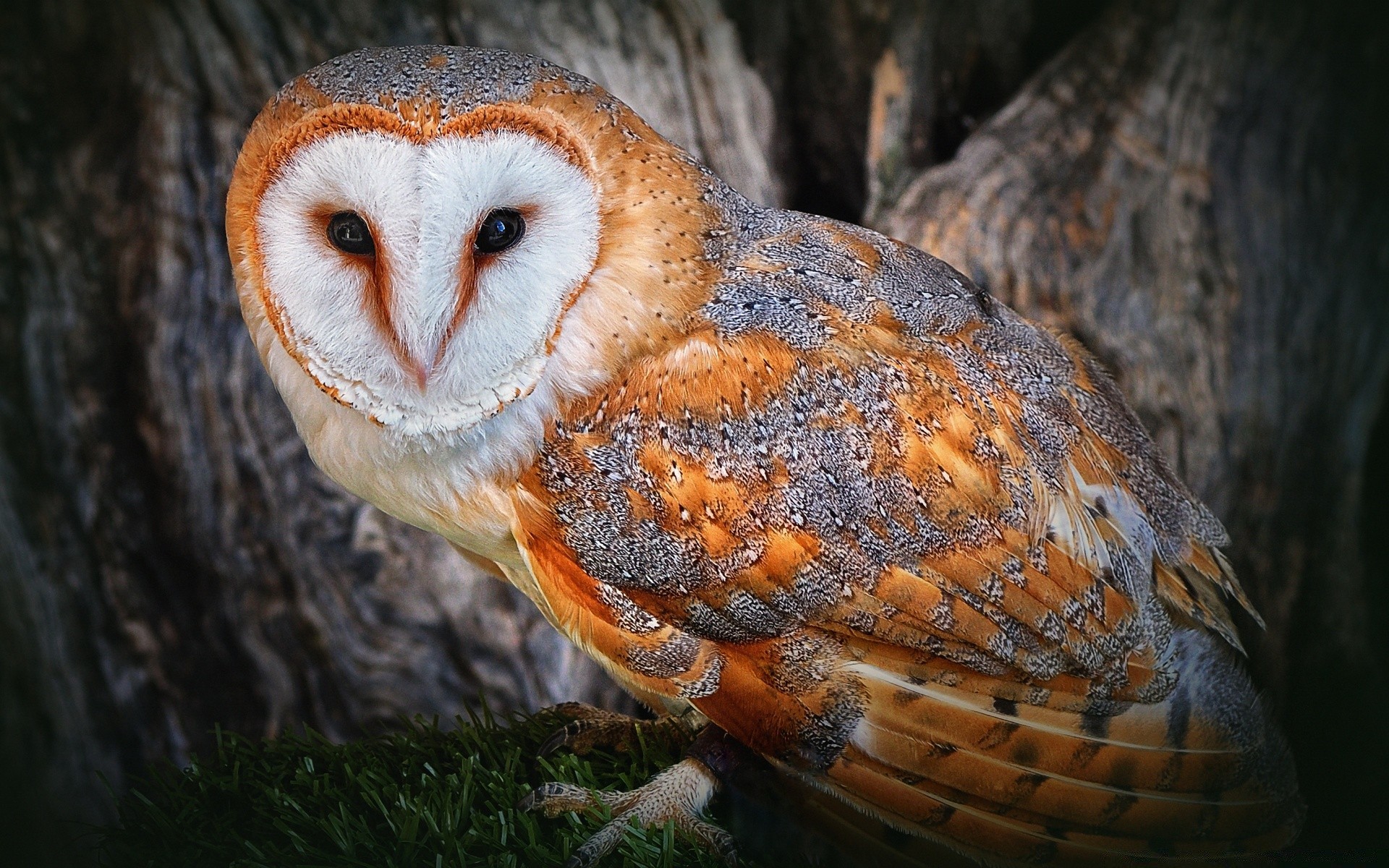 coruja pássaro natureza vida selvagem madeira animal comida selvagem pena