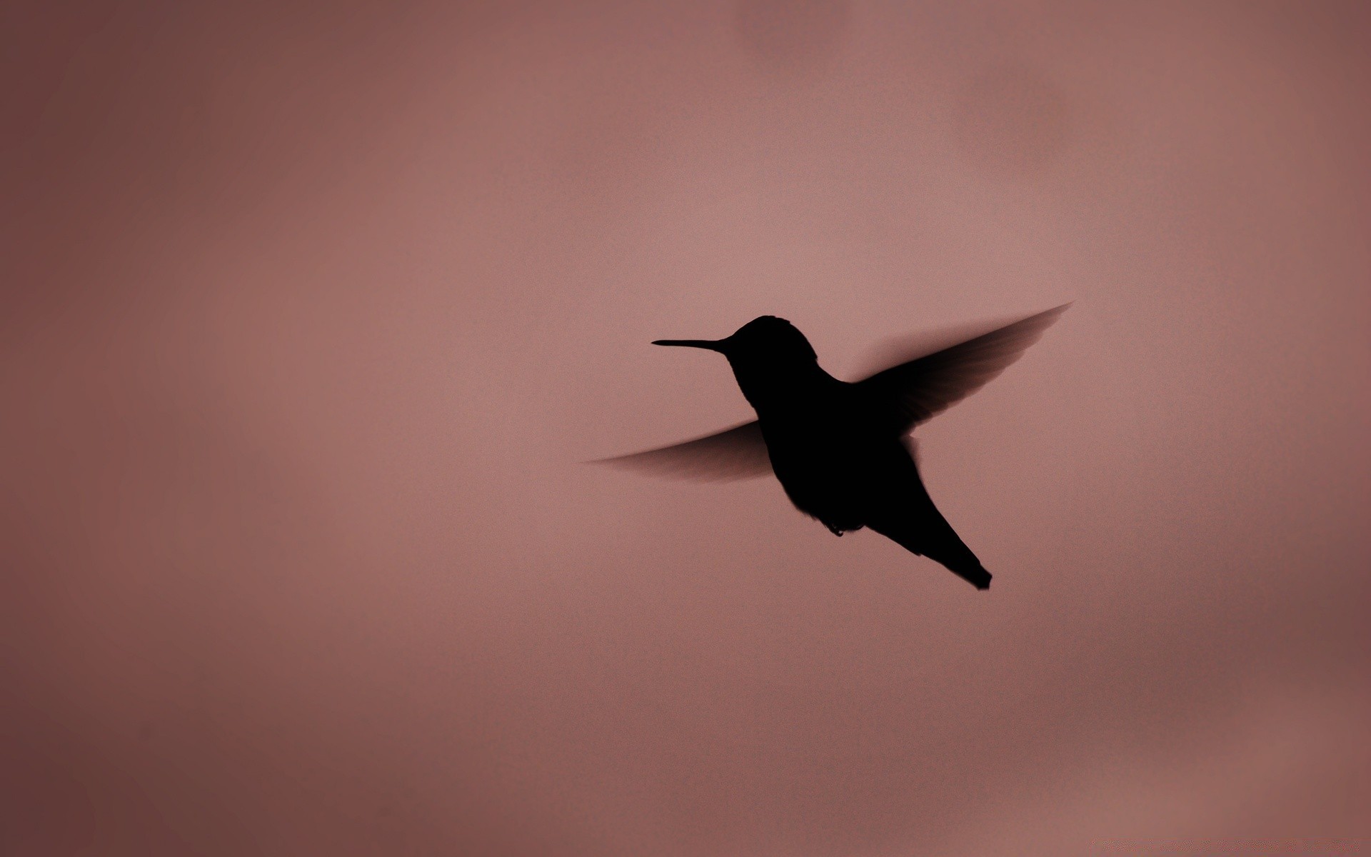 aves pássaro vida selvagem voo sozinho natureza