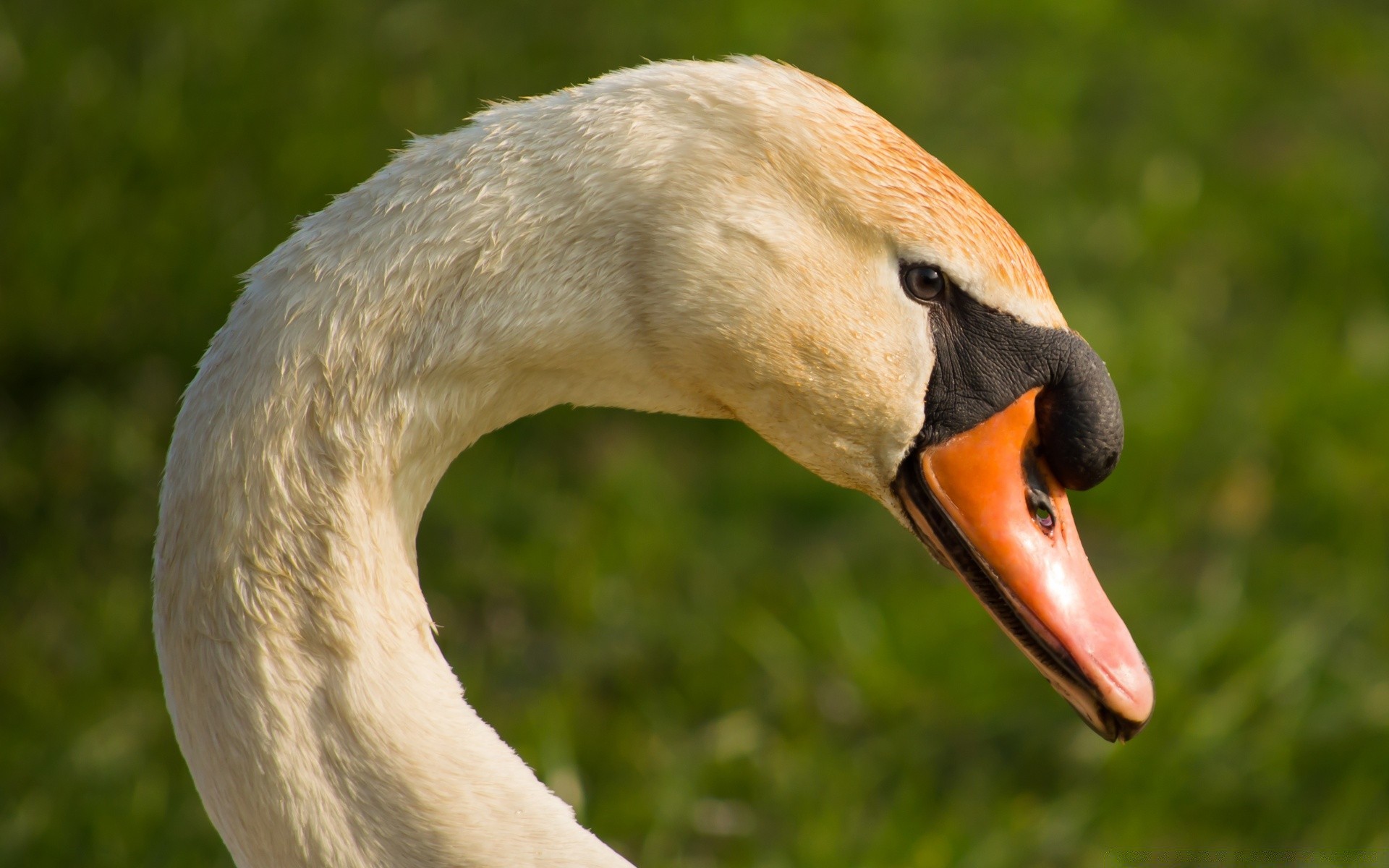 cygnes oiseau faune nature animal bec sauvagine cou plume à l extérieur sauvage portrait