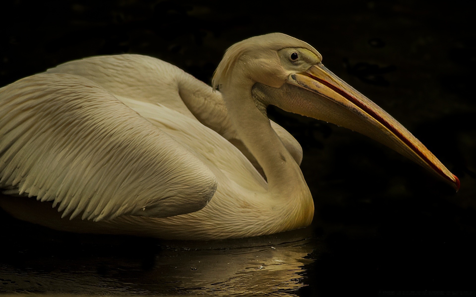 sauvagine oiseau pélican faune eau nature zoo animal portrait unique océan