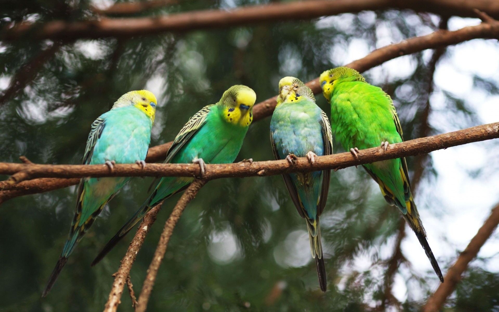 papagei vogel tierwelt tropisch avian schnabel flügel wild exotisch zoo feder tier papagei natur ara regenwald