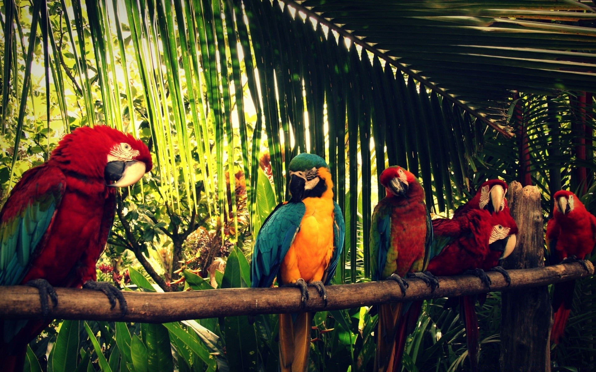 loro pájaro guacamayo tropical vida silvestre loro exótico pico pluma ala salvaje aviador zoológico naturaleza animal