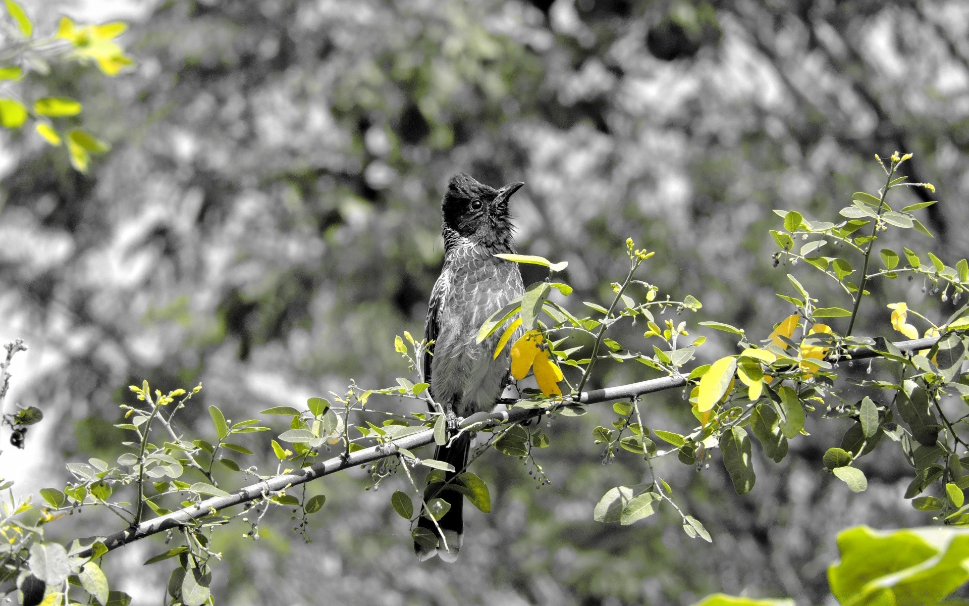 vögel natur baum blatt im freien blume flora filiale sommer park garten holz saison