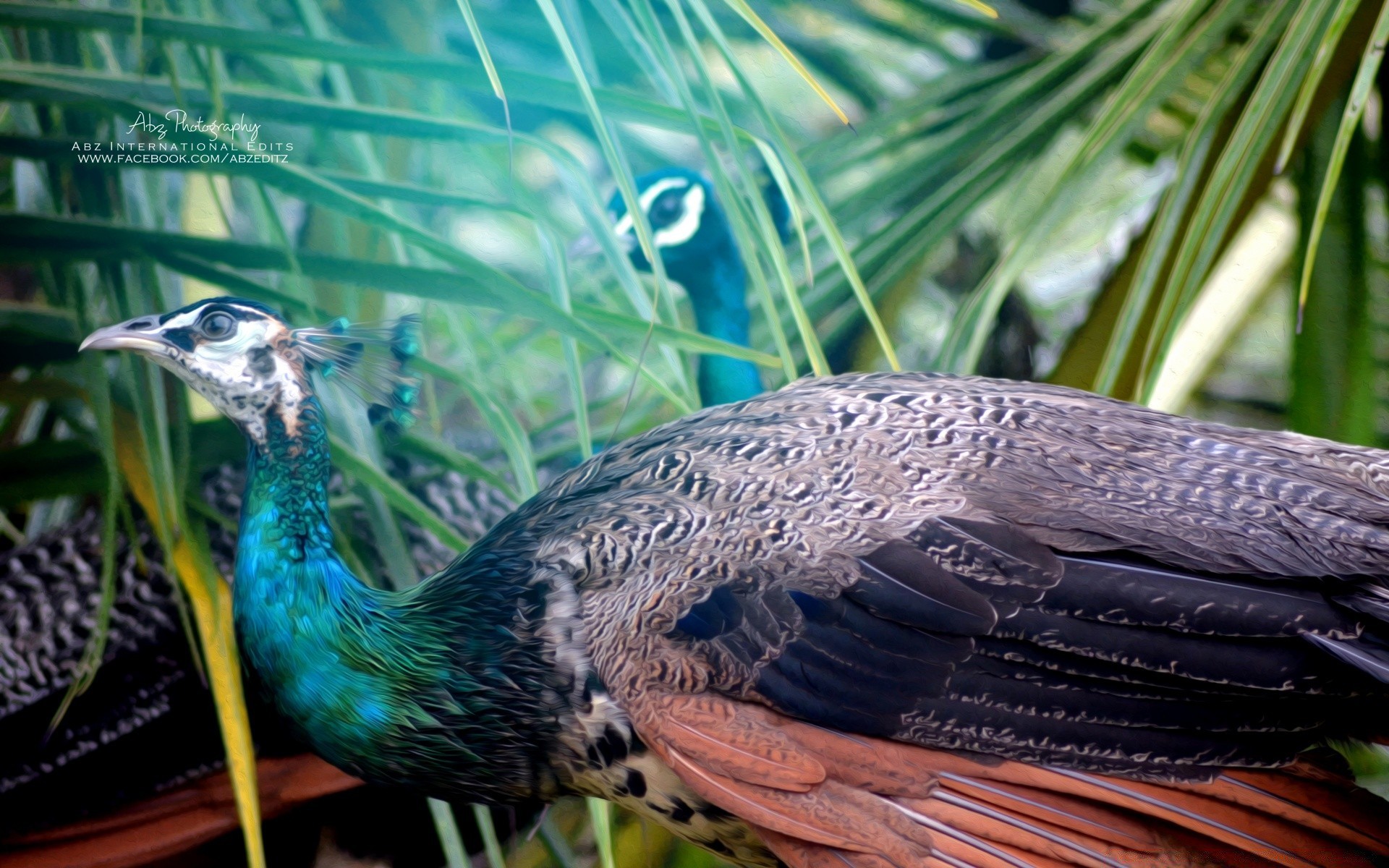 paon oiseau plume la nature la faune animal oiseaux bec à l extérieur tropical sauvage couleur queue aile bureau avian zoo