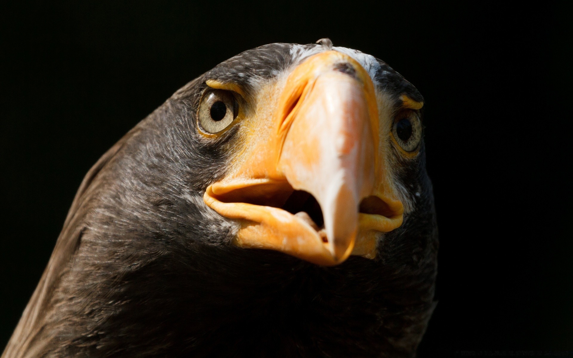 eagle bird portrait raptor wildlife one eye nature fish animal head