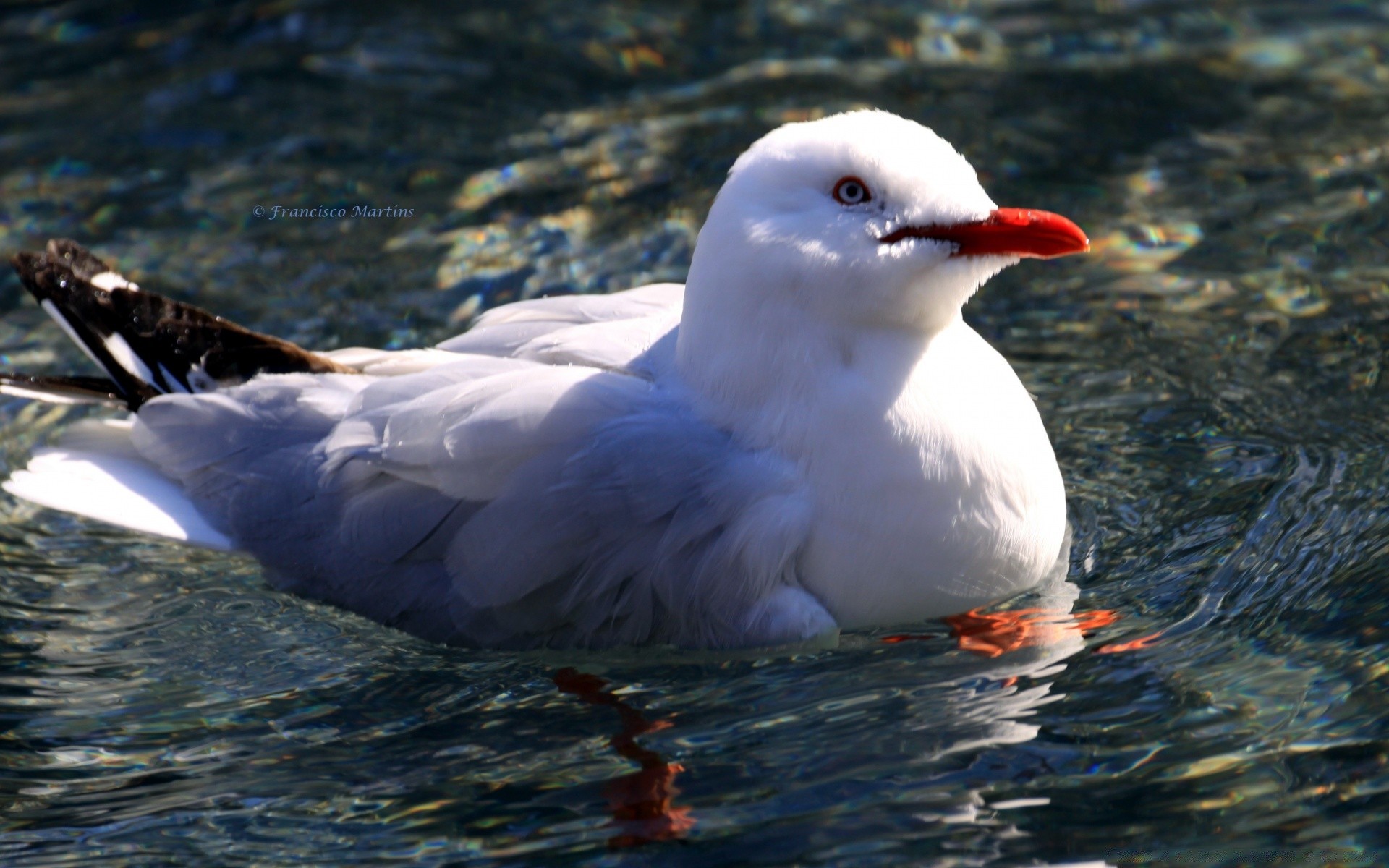 mouette oiseau mouette eau faune nature mer à l extérieur lac