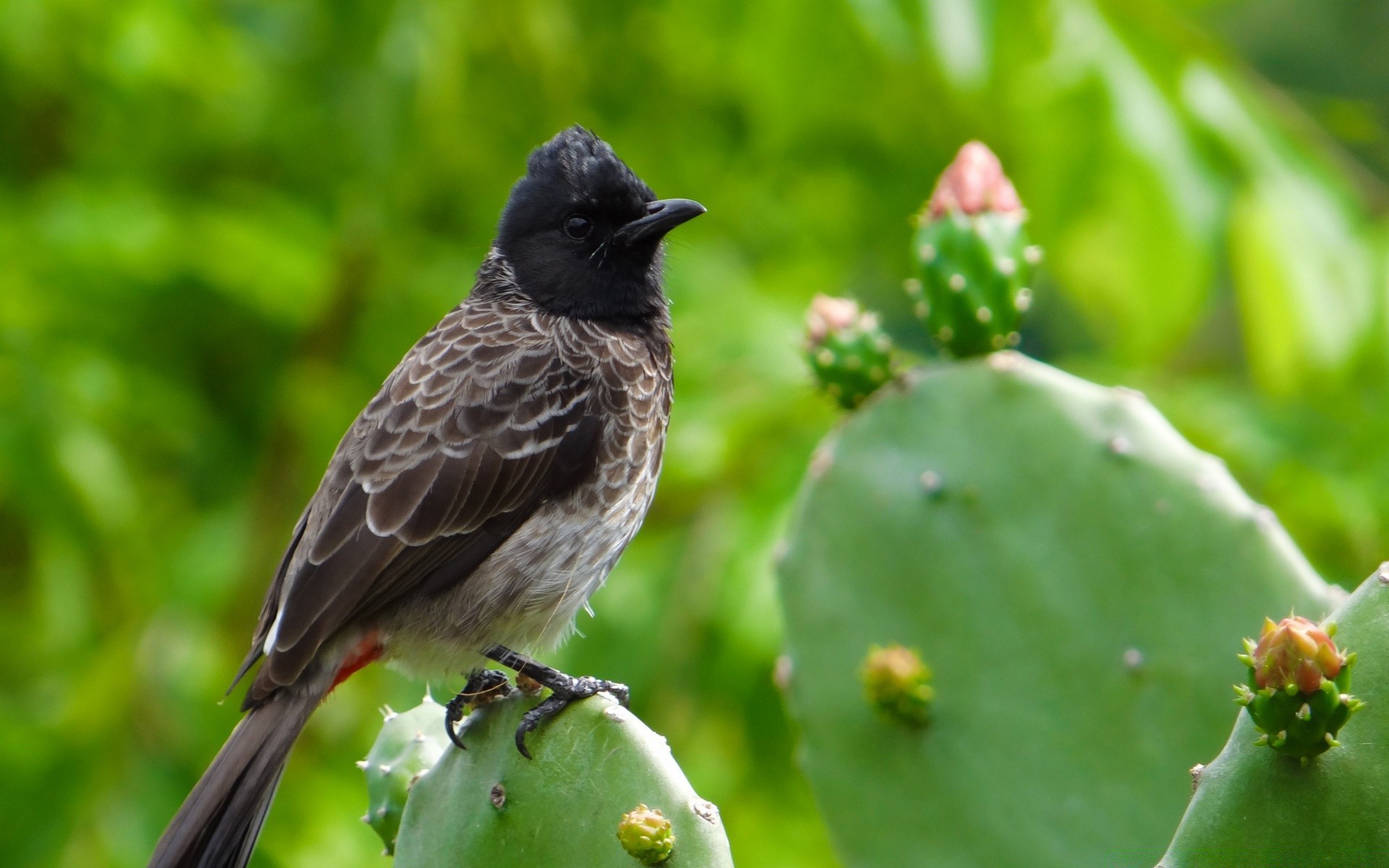 uccelli natura all aperto fauna selvatica animale uccello selvaggio giardino