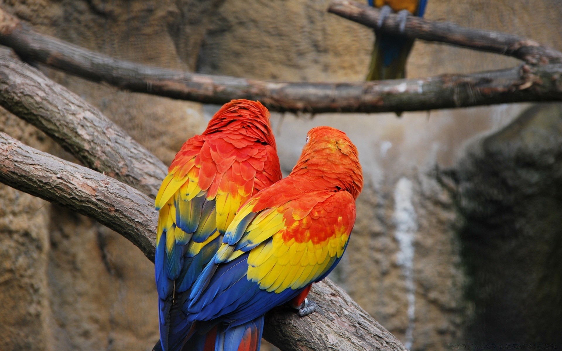 papagei vogel natur tierwelt zoo holz farbe im freien