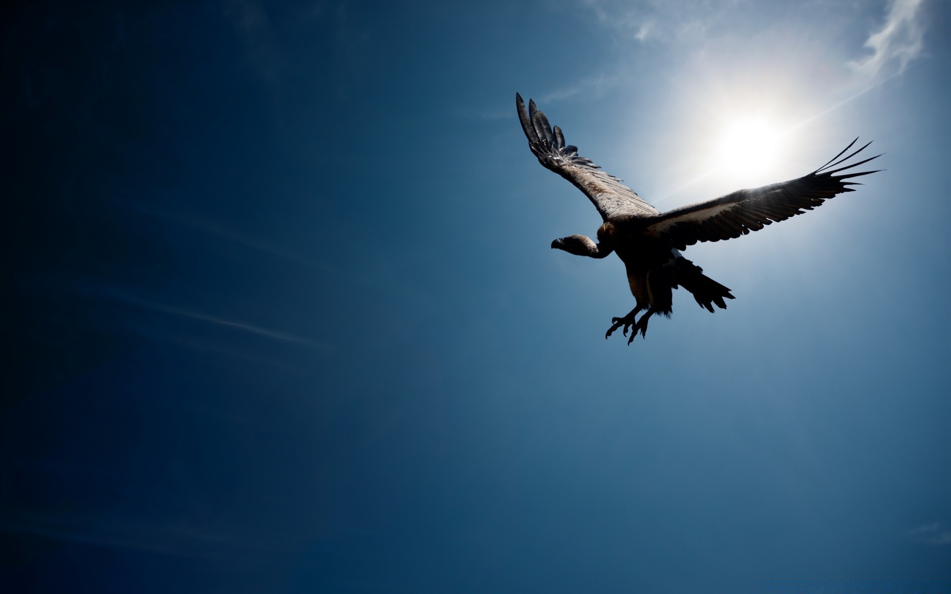 birds bird sky raptor eagle flight outdoors wildlife nature