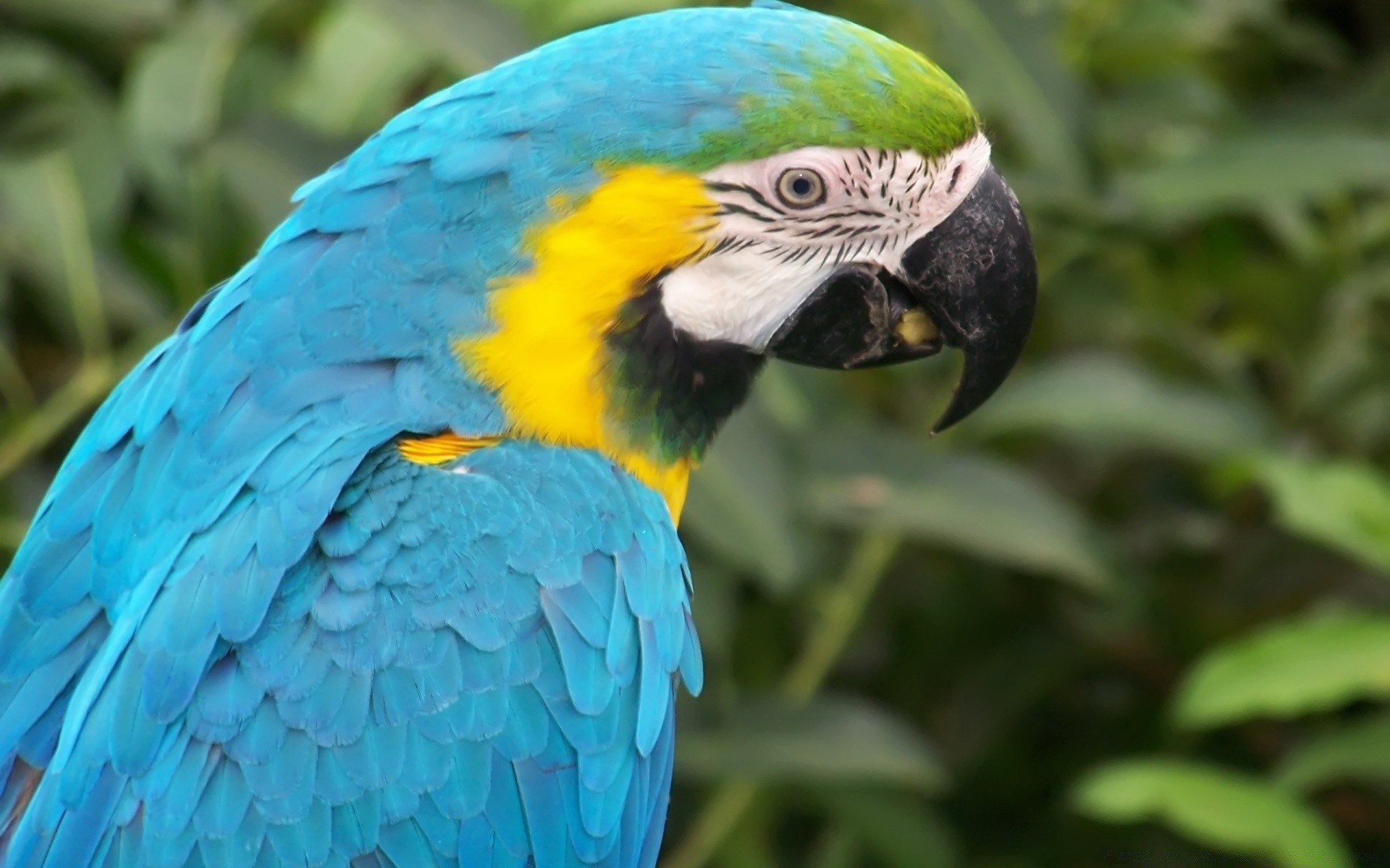 papuga ptak dzikie pióro dziób zwierzę zoo ara skrzydło natura avian dziki tropikalny egzotyczne