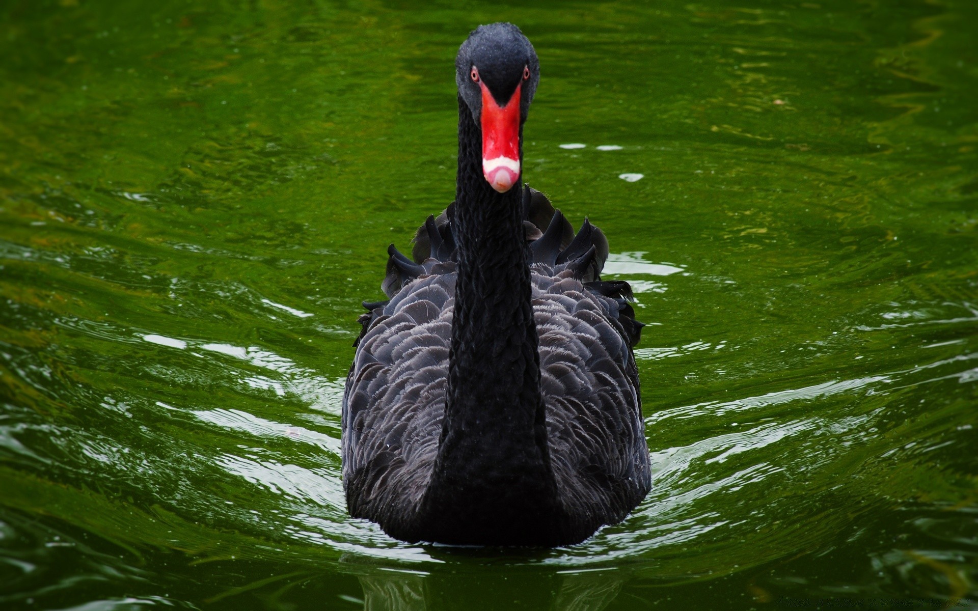 cigni uccello piscina fauna selvatica anatra uccelli acquatici lago cigno acqua natura nuoto fiume piuma animale becco uccelli all aperto riflessione aviazione