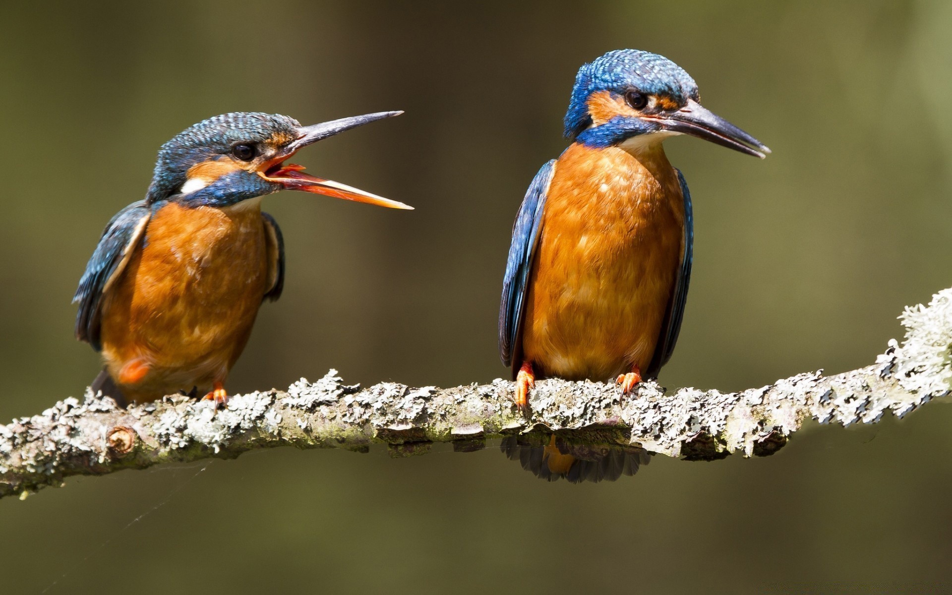 aves pássaro vida selvagem bico aviano natureza ornitologia animal observação de aves selvagem pena ao ar livre asa