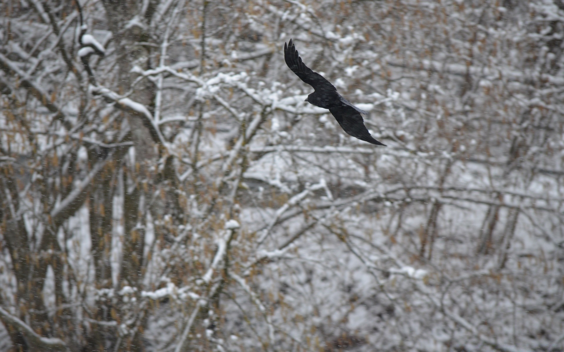 ptaki zima śnieg mróz zimna natura drzewo ptak na zewnątrz drewno mrożone sezon lód park pogoda środowisko