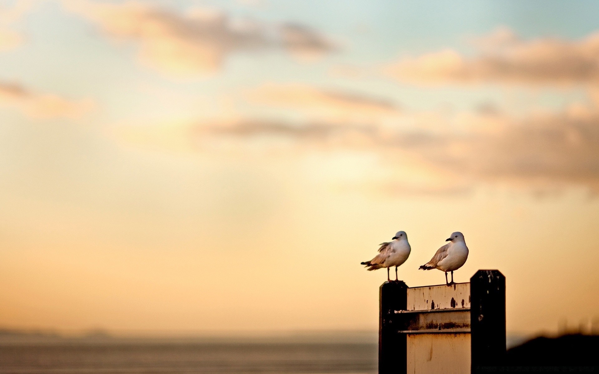 oiseaux oiseau coucher de soleil eau plage mouettes aube mer ciel soleil océan nature à l extérieur soir mer voyage beau temps crépuscule la faune hiver