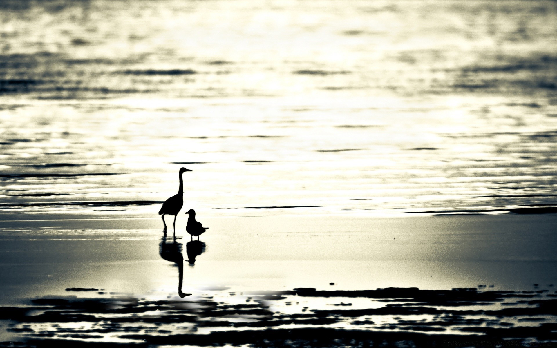 birds water bird sea beach reflection ocean monochrome lake sunset dawn nature seashore outdoors river wave seagulls seascape winter shore