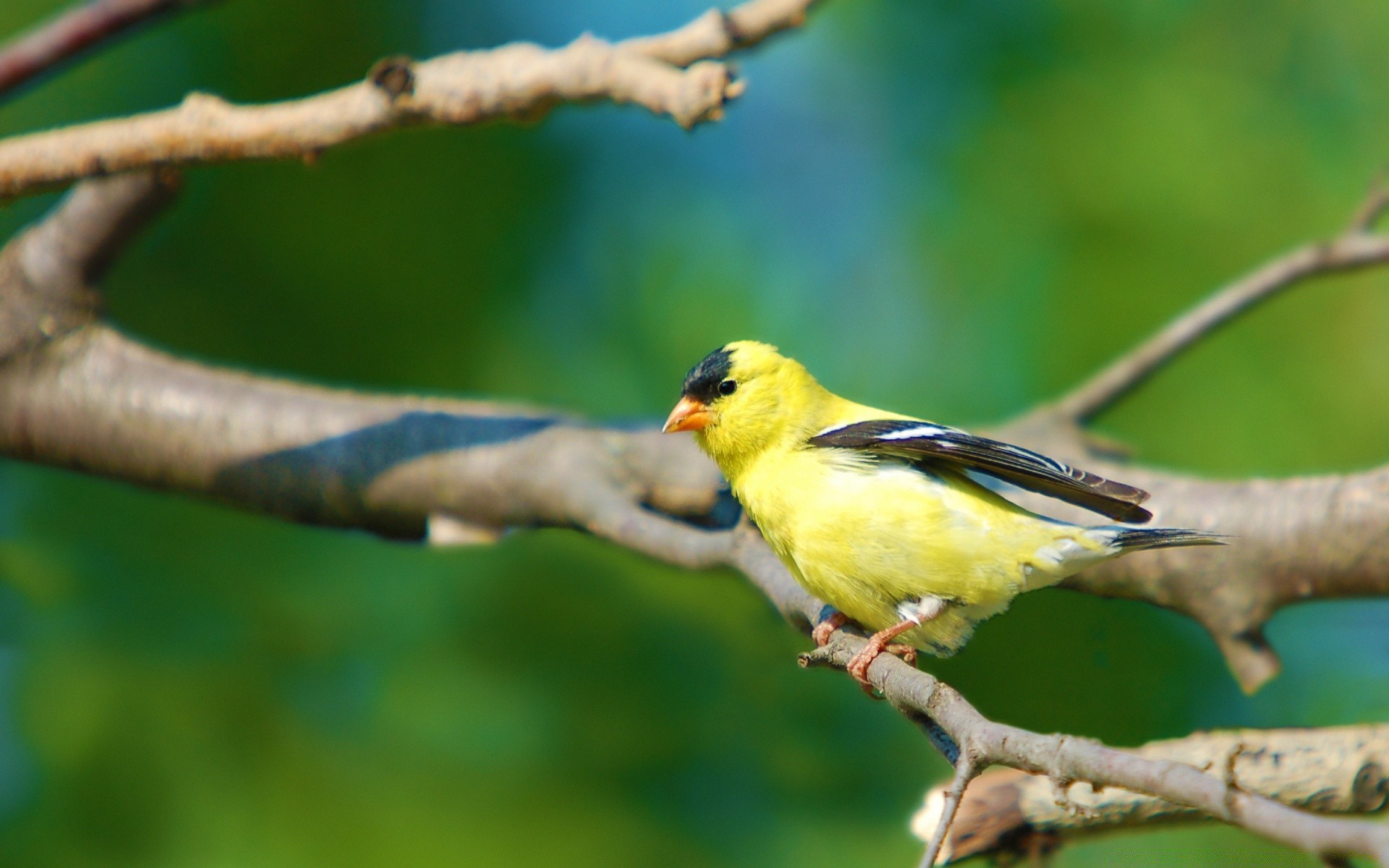 oiseaux oiseau la faune la nature à l extérieur animal sauvage bec avian peu tropical