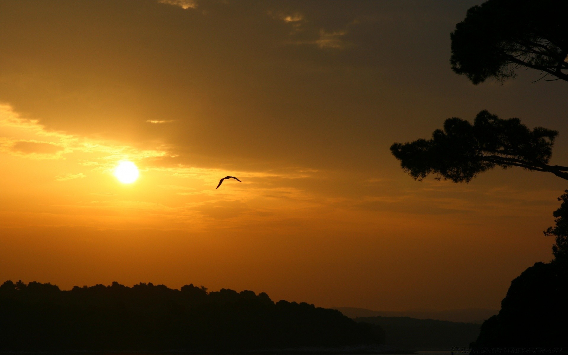 vögel sonnenuntergang dämmerung abend sonne hintergrundbeleuchtung silhouette dämmerung landschaft himmel licht gutes wetter im freien