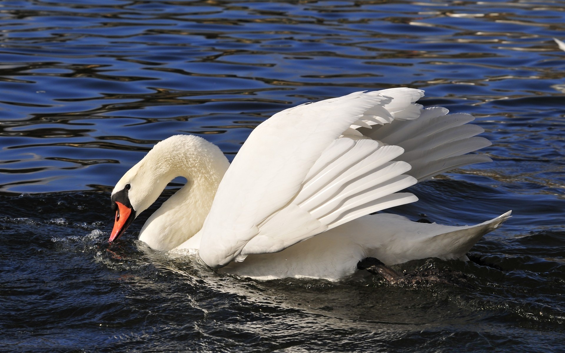 cygnes oiseau cygne eau faune sauvagine plume animal lac nature bec mouette oiseau canard natation oie aile