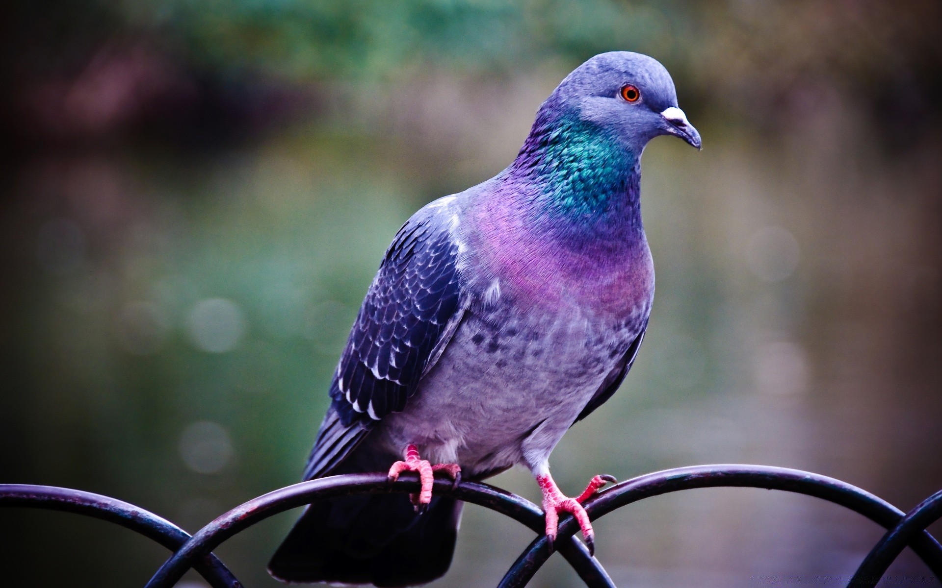 dove bird nature wildlife pigeon outdoors animal wild