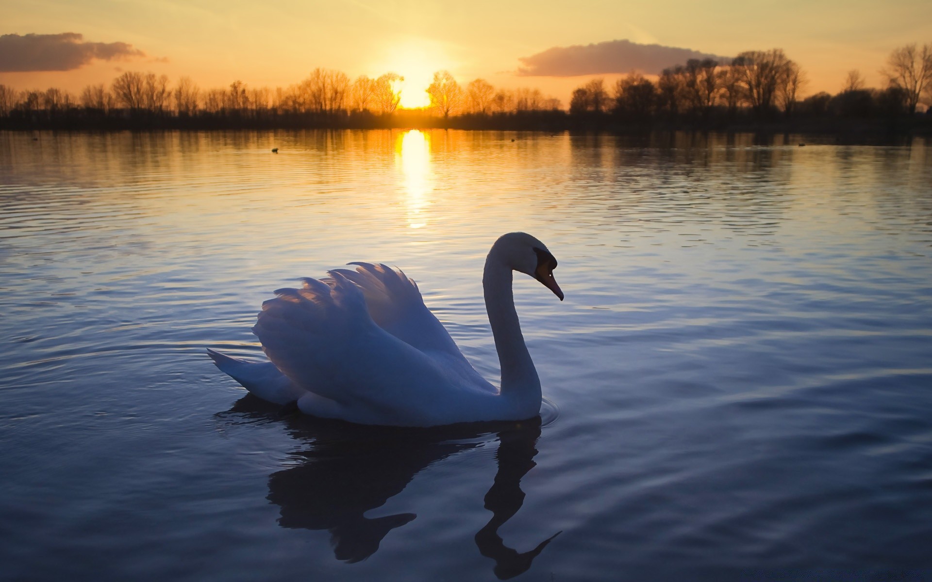 swans lake reflection water dawn swan sunset nature river pool landscape outdoors winter