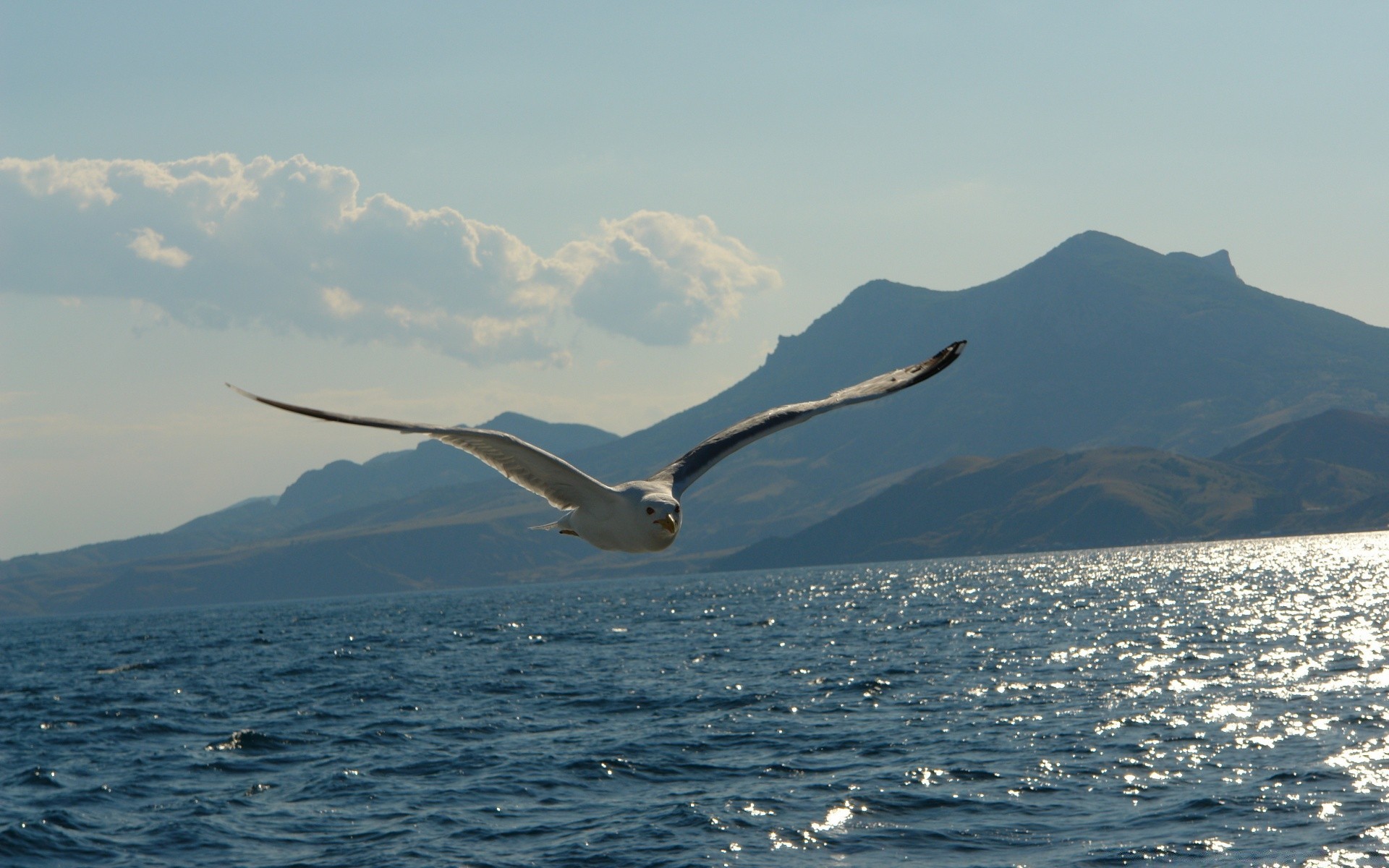 seagull bird water sea nature ocean outdoors travel snow seagulls landscape sky seashore winter frosty lake daylight mountain