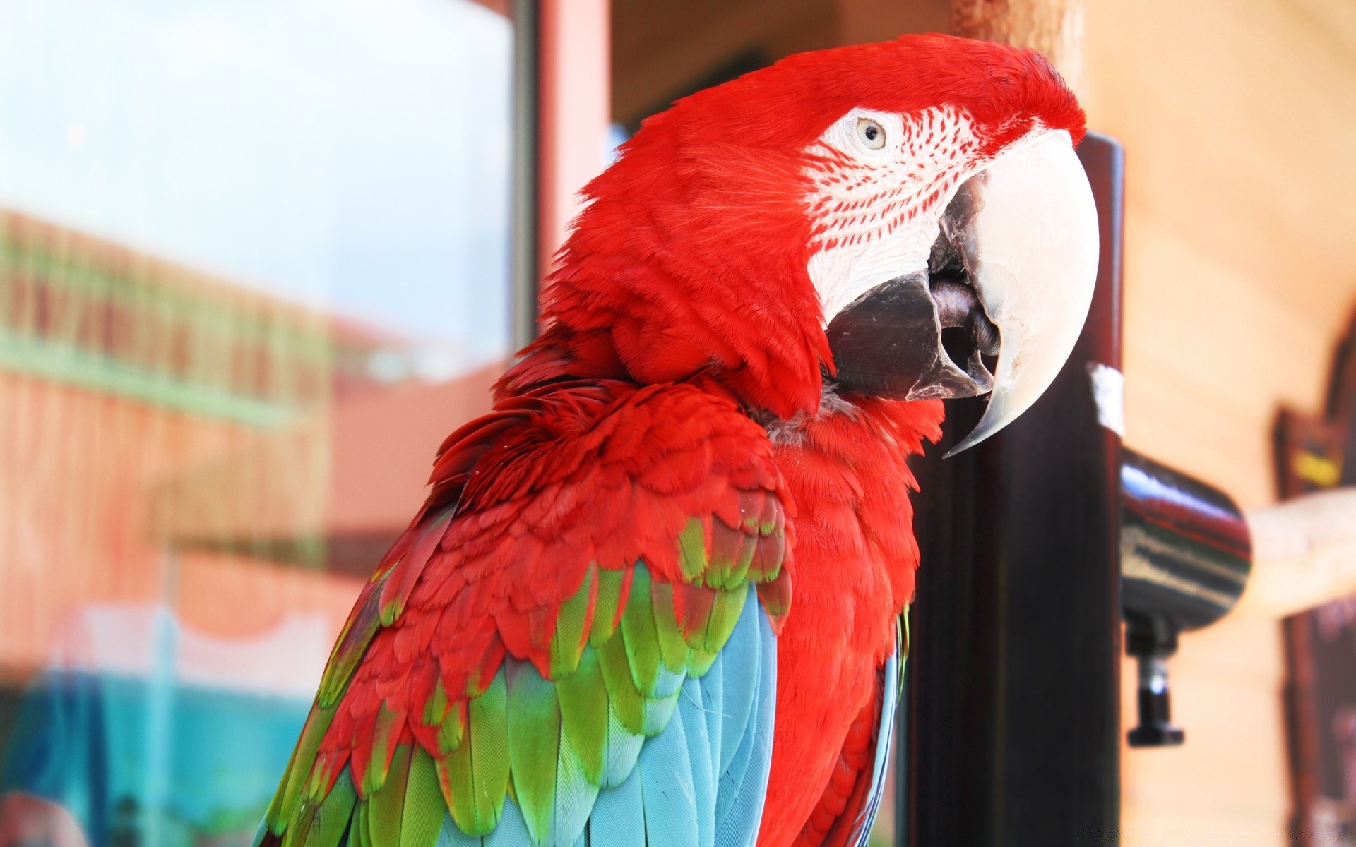 papagei vogel natur