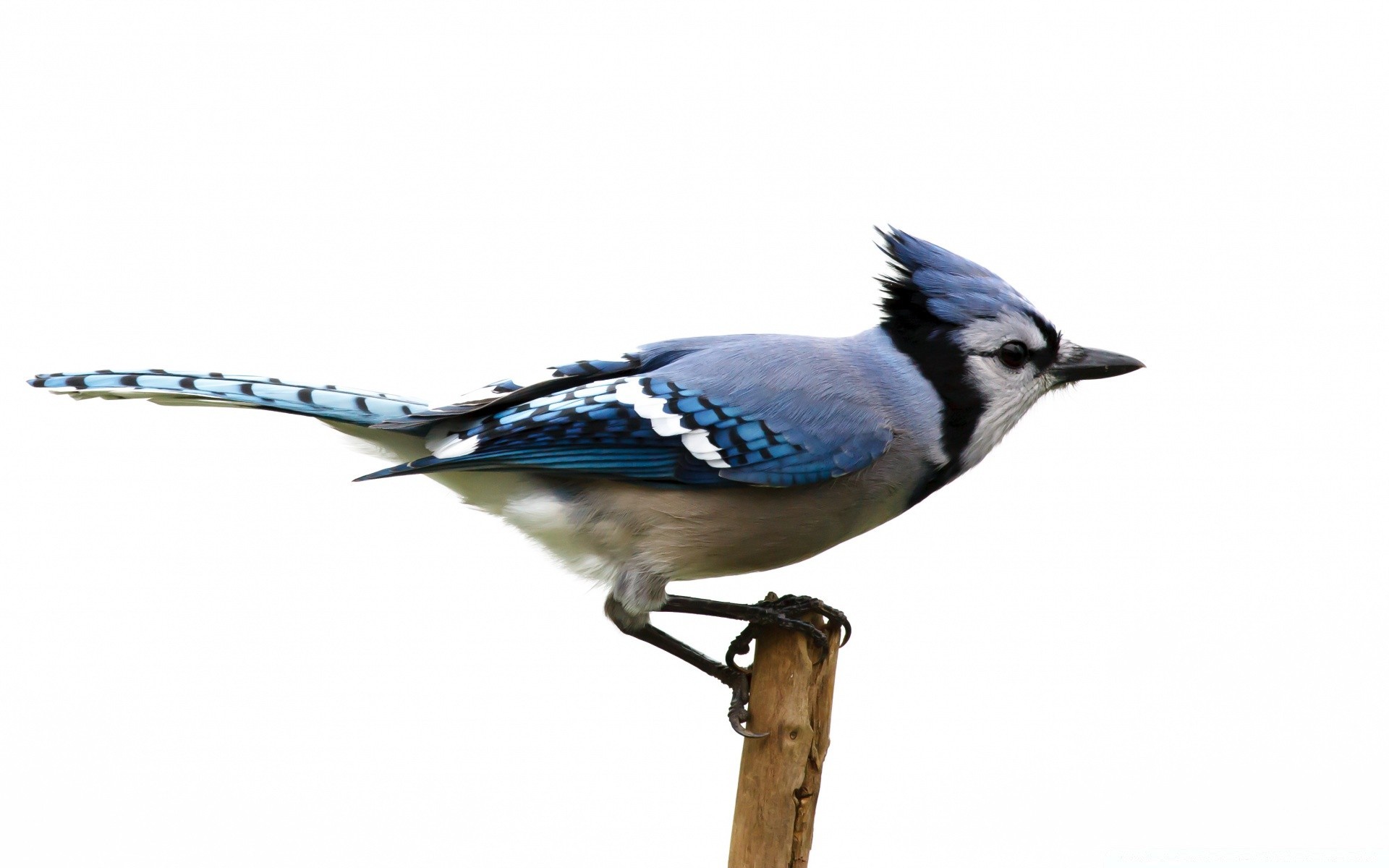 oiseaux faune oiseau animal nature unique sauvage