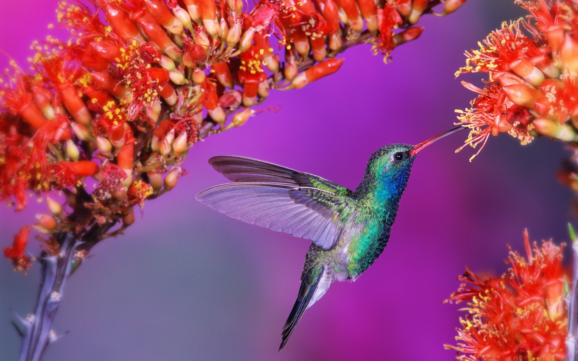 aves naturaleza flor al aire libre flora brillante hoja verano salvaje jardín color