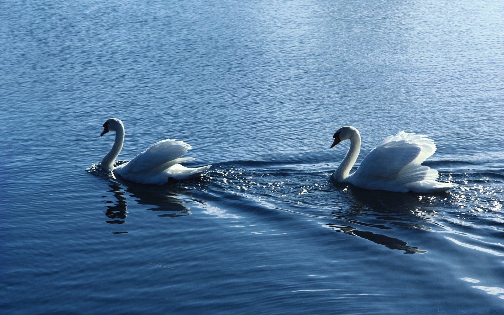 swans swan water bird lake nature swimming reflection waterfowl pool feather outdoors wildlife composure beautiful neck poultry summer