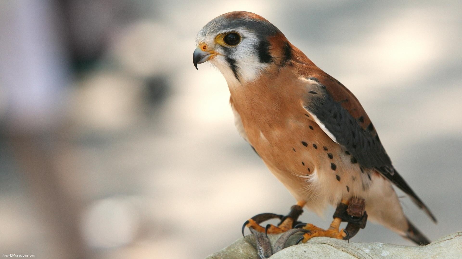 oiseaux de proie oiseau la faune la nature raptor animal faucon sauvage un à l extérieur