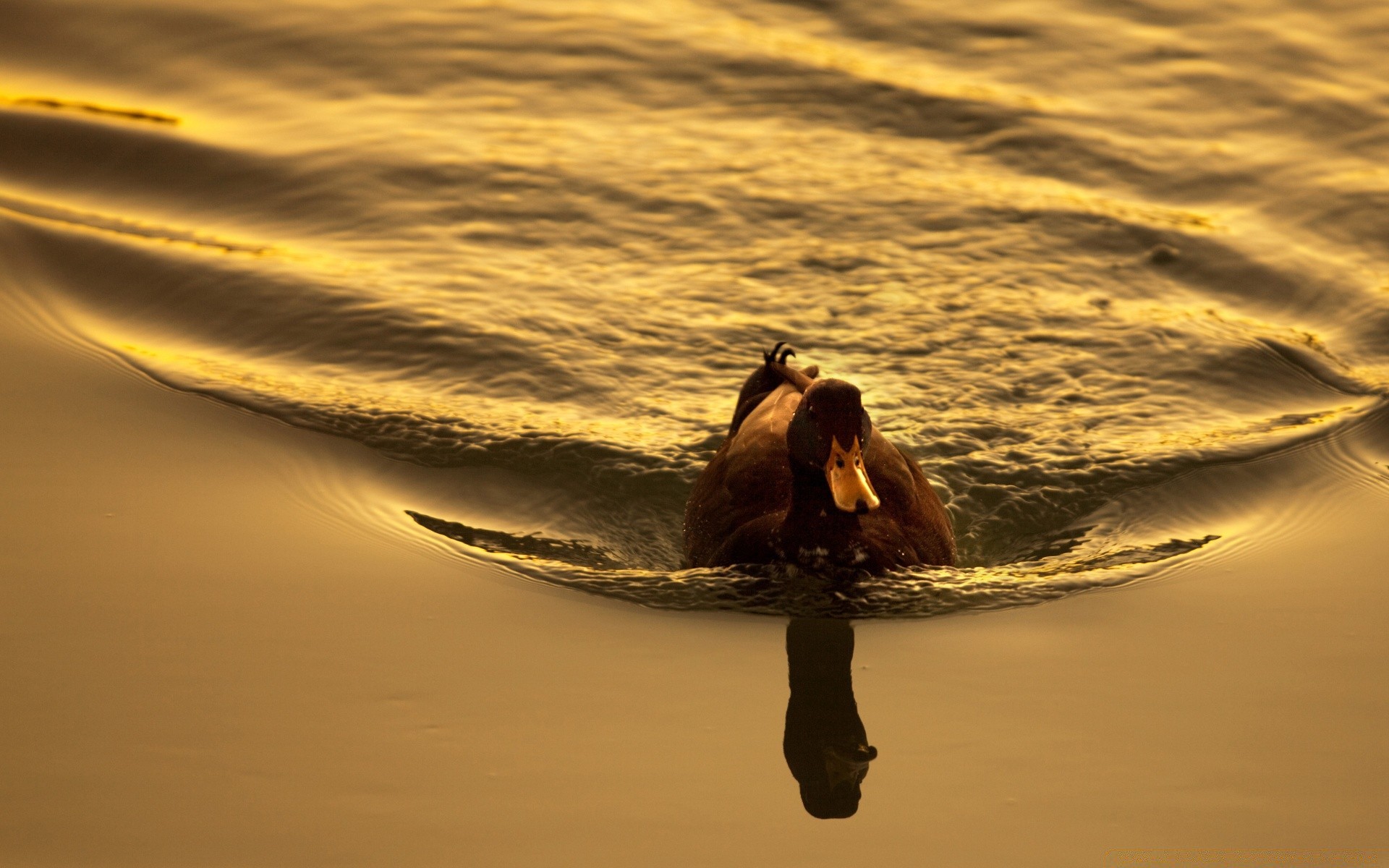 canard eau plage coucher de soleil océan mer aube réflexion soir mer lac action soleil