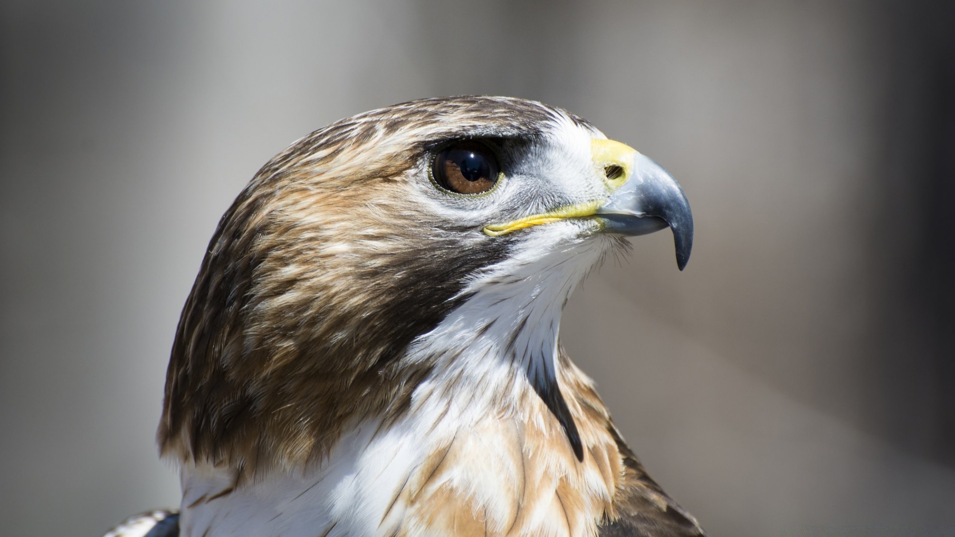 aves rapaces raptor pájaro vida silvestre águila presa halcón halcón cetrería retrato depredador animal cazador naturaleza pico vuelo aviador ojo pluma cometa