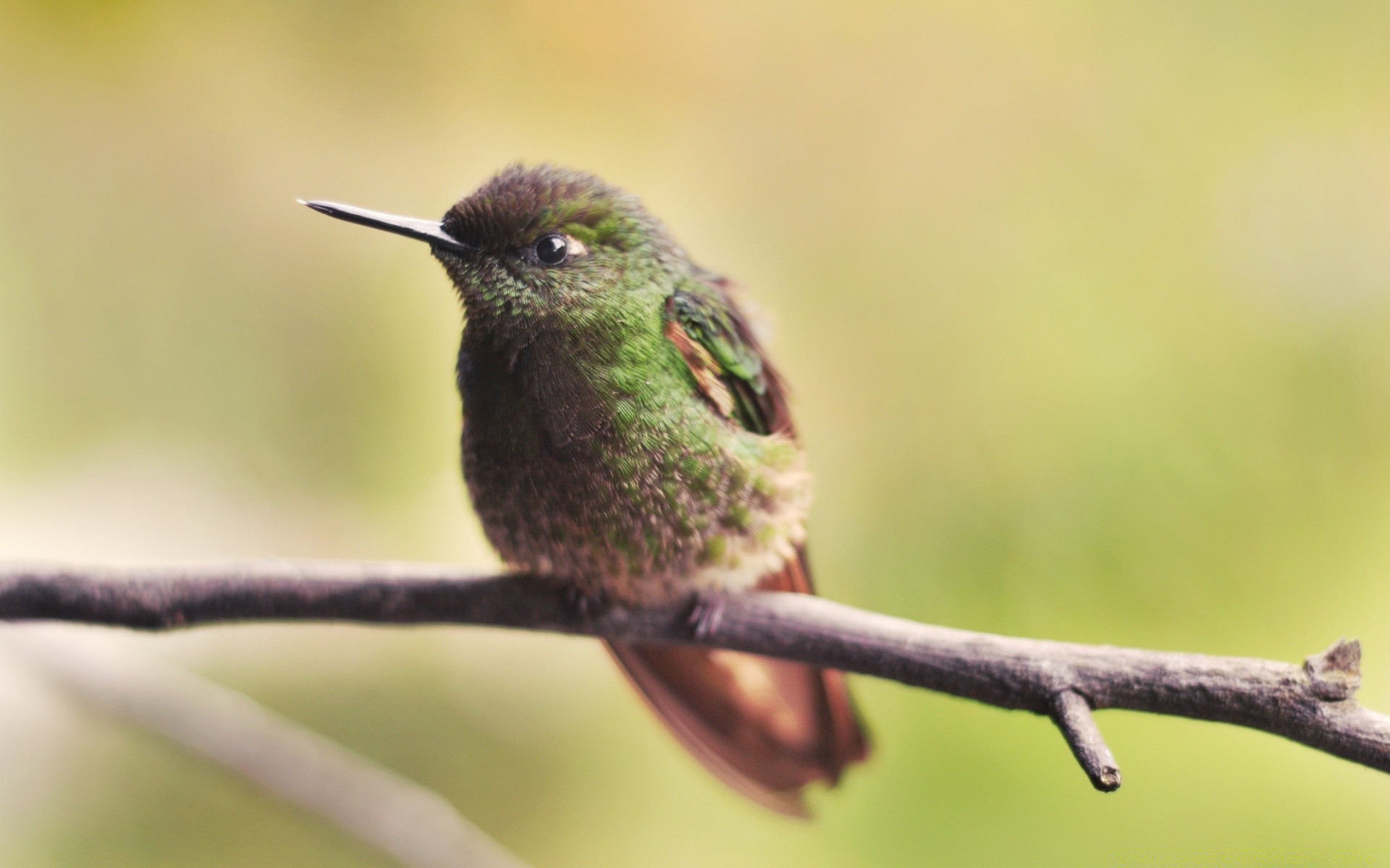 oiseaux oiseau faune nature animal avian colibri à l extérieur sauvage bec aile petit