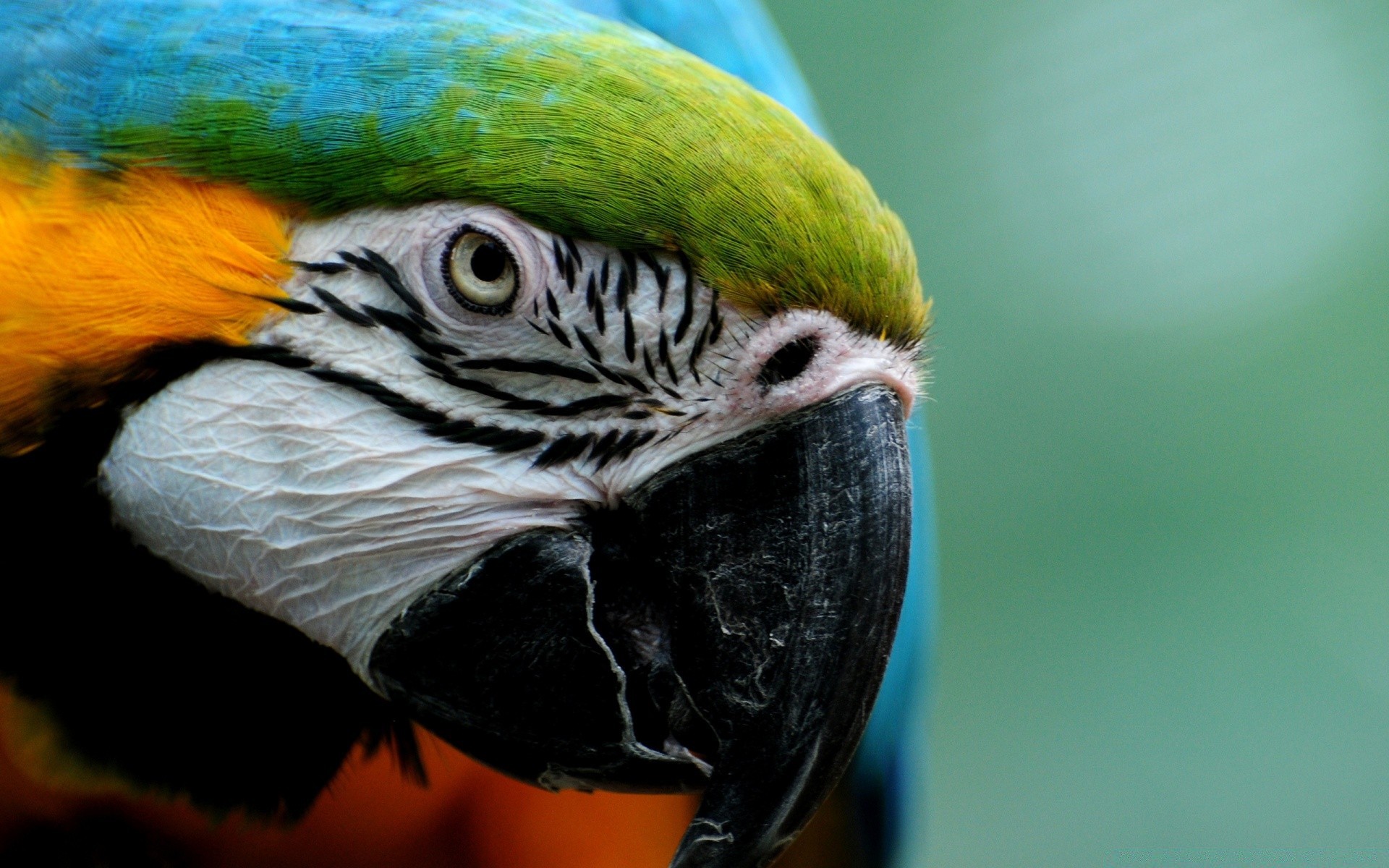 parrot bird wildlife zoo animal tropical beak pet nature macaw feather avian exotic portrait wild color