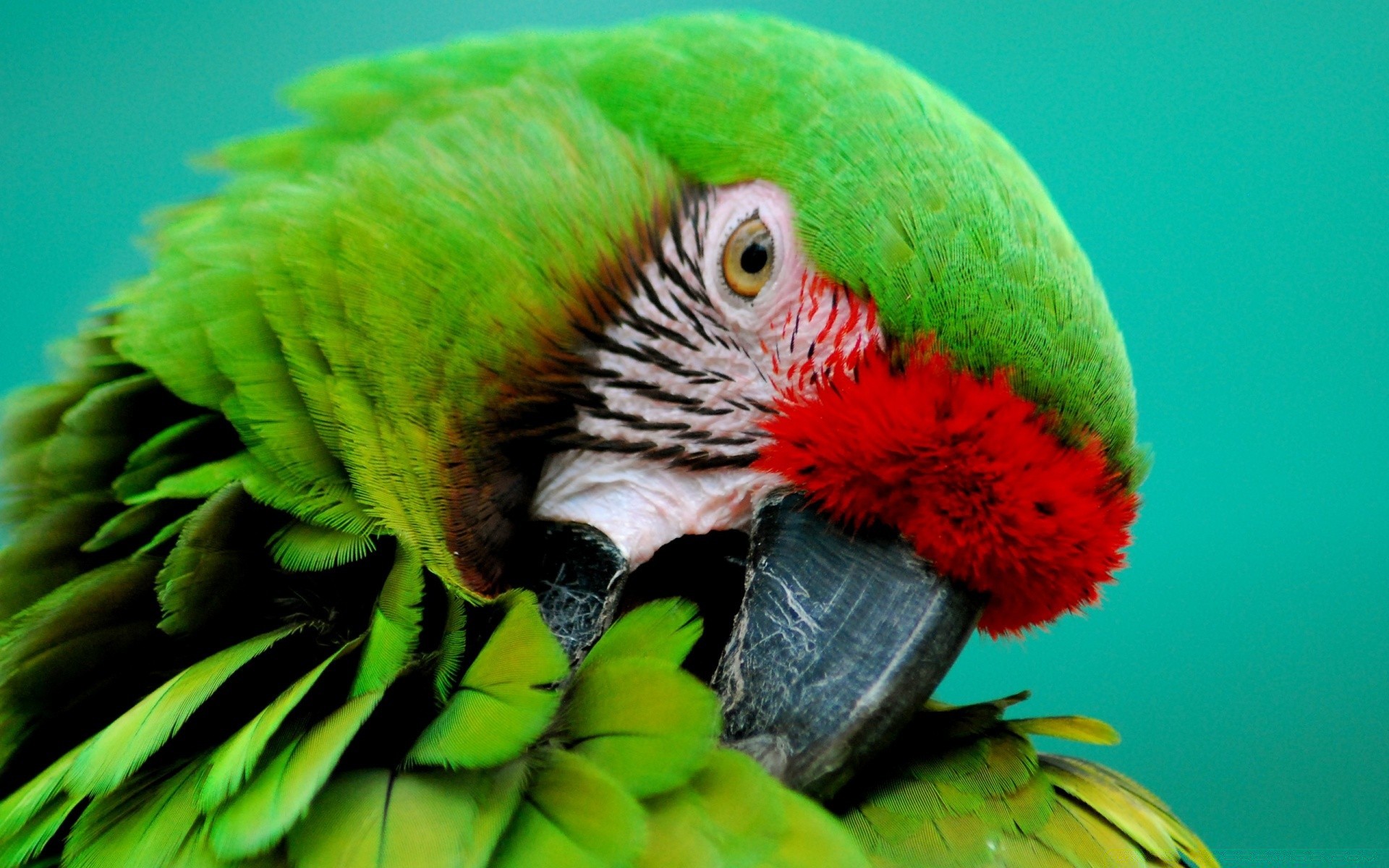 pappagallo uccello natura tropicale fauna selvatica colore animale esotico