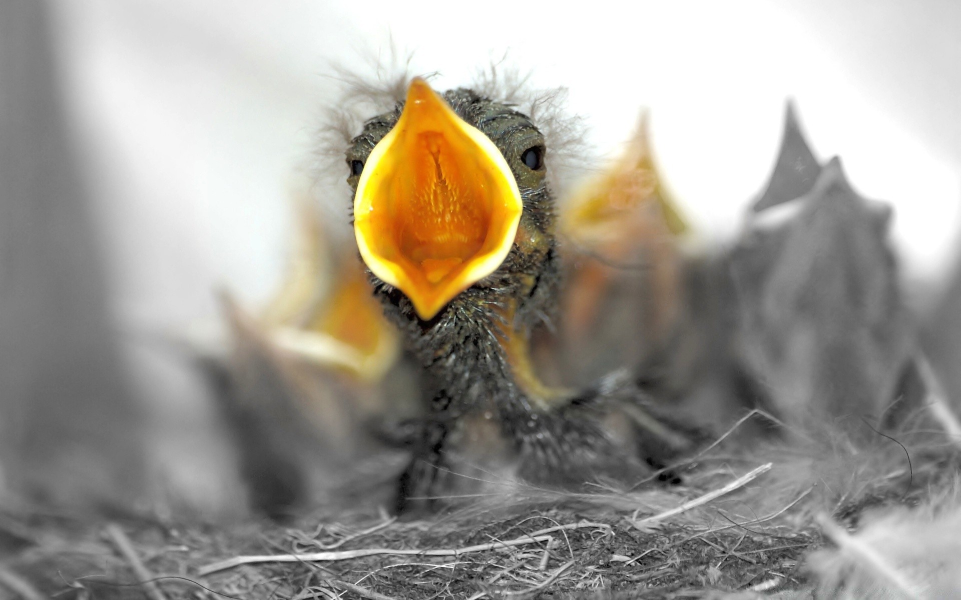 küken vogel feder nest tier natur flügel tierwelt ei wenig damen schnabel ostern schließen vögel wild eine farbe desktop fliegen