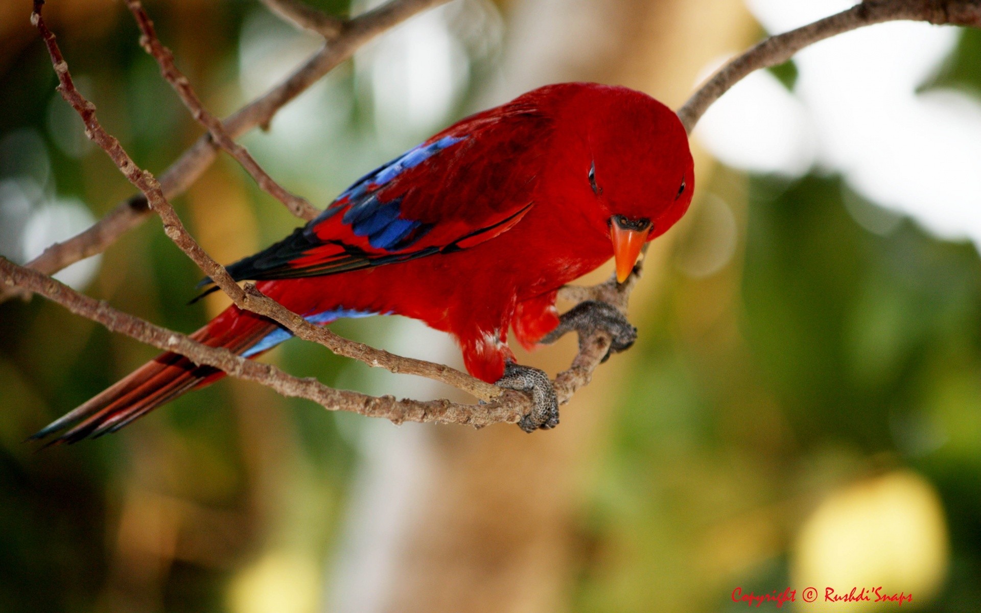 parrot bird wildlife nature outdoors tropical wild beak avian little feather wing animal