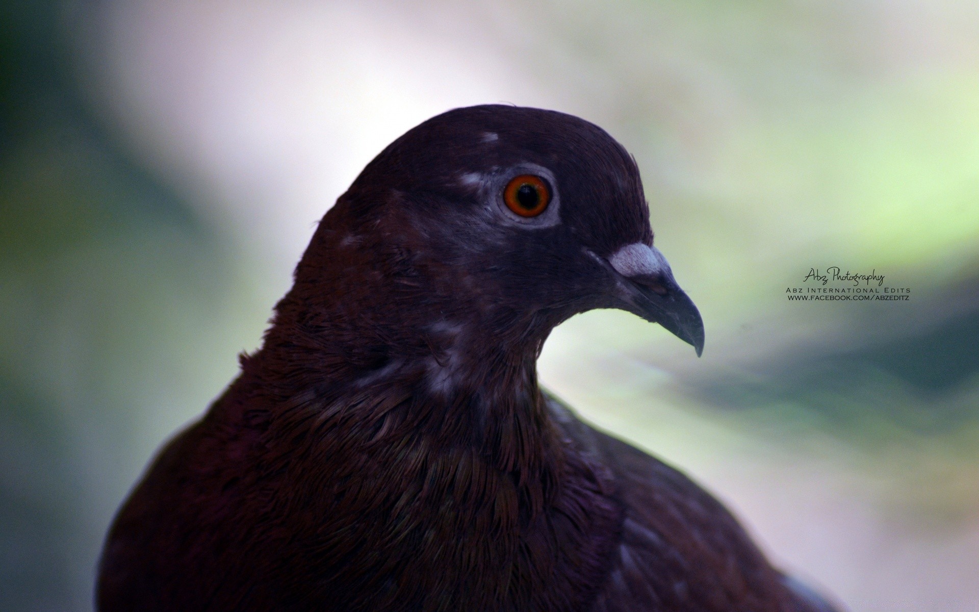 vögel vogel tierwelt im freien natur eine seitenansicht unschärfe