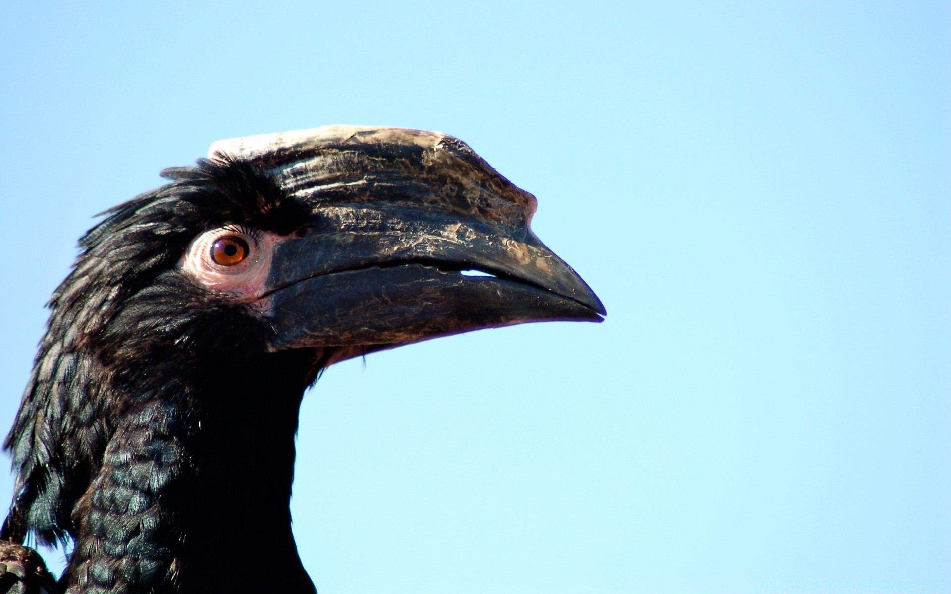 oiseaux oiseau faune nature portrait unique raptor à l extérieur animal