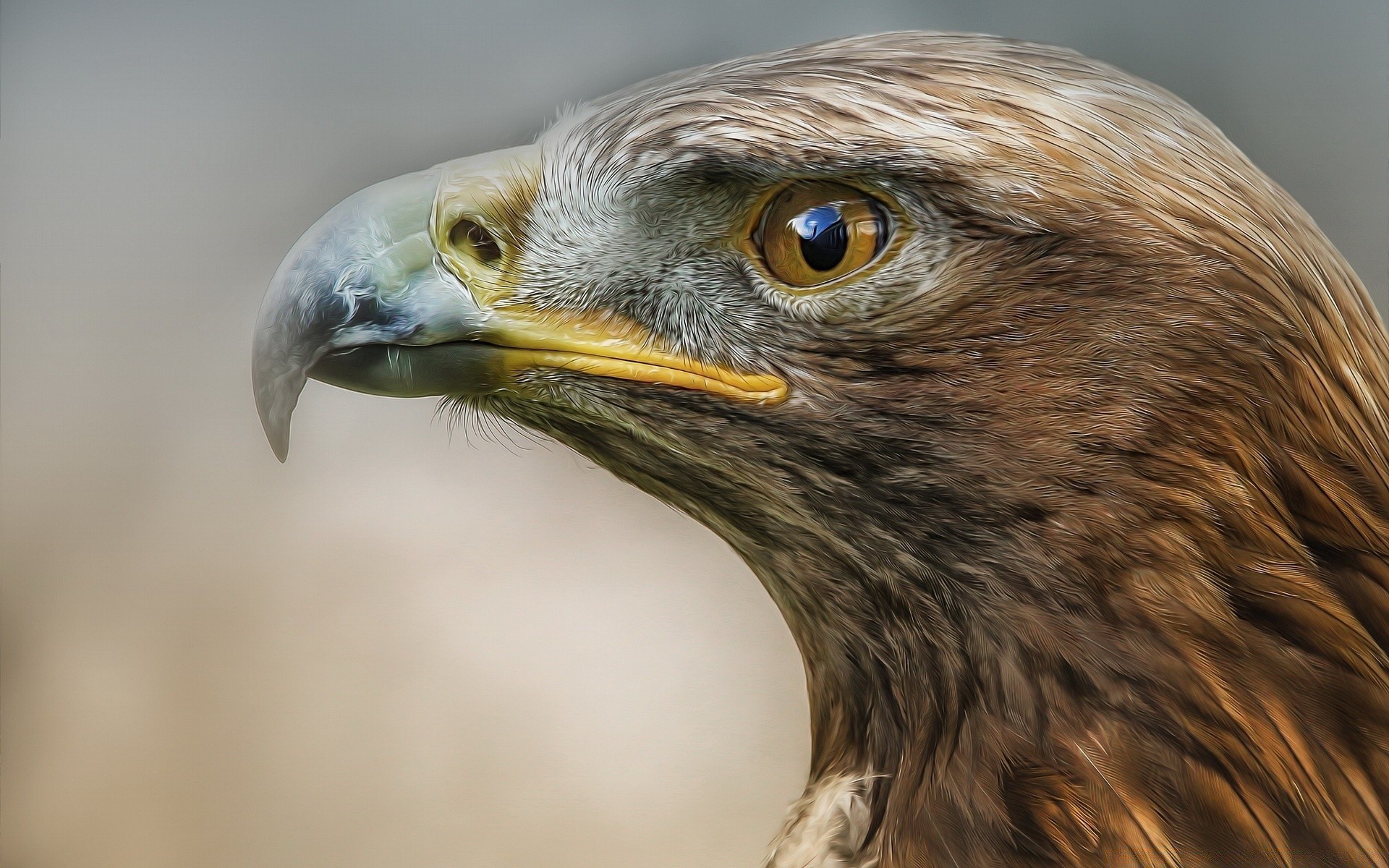 aquila rapace uccello fauna selvatica falco preda falco falconeria predatore maestoso aquila calva becco cacciatore calvo piuma occhio ritratto aquilone animale