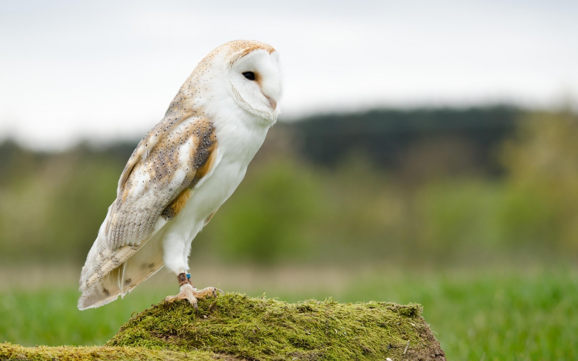 aves vida selvagem pássaro natureza animal raptor coruja ao ar livre grama presa ver