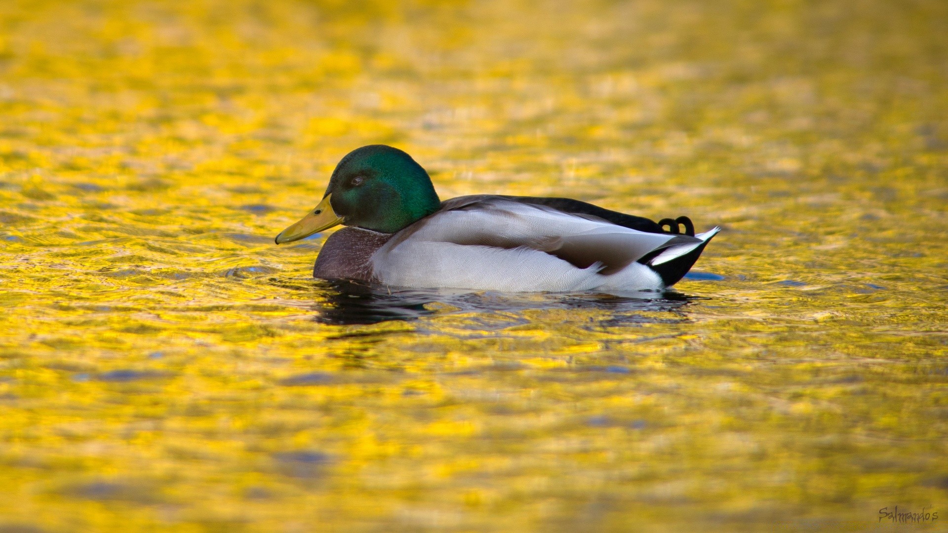 anatra uccello uccelli acquatici acqua lago uccelli fauna selvatica germano reale nuoto piscina natura oca riflessione all aperto