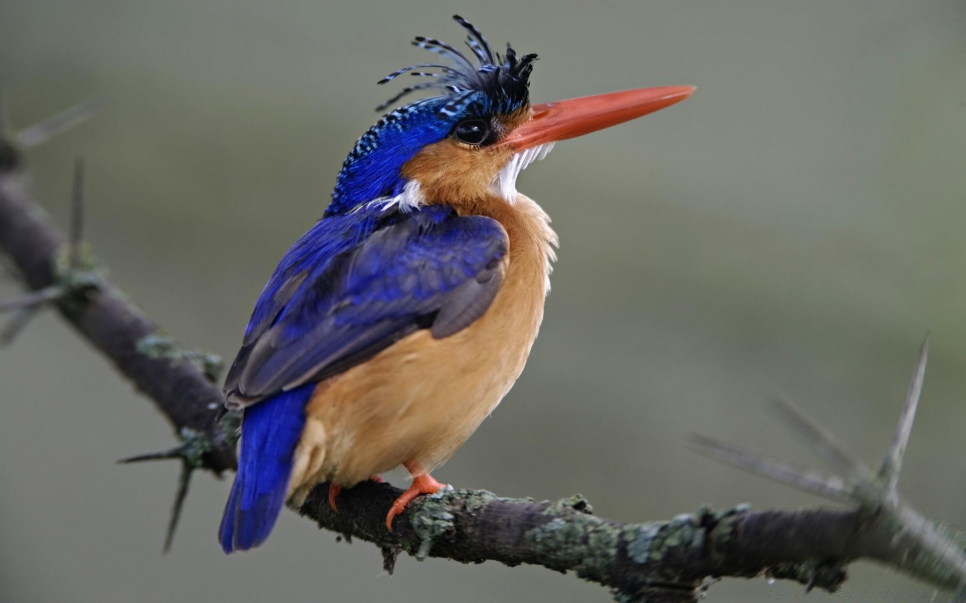 aves pássaro vida selvagem natureza avian bico animal luz do dia selvagem