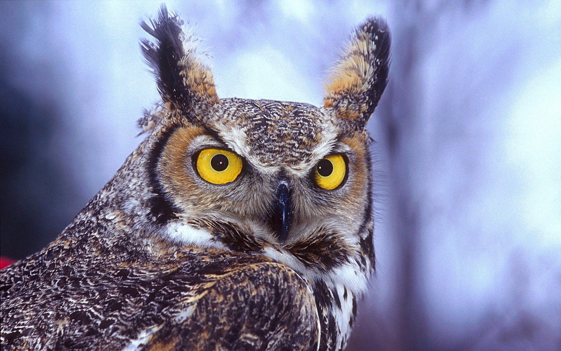 eule natur tier tierwelt vogel porträt raptor wild auge feder kopf schnabel im freien