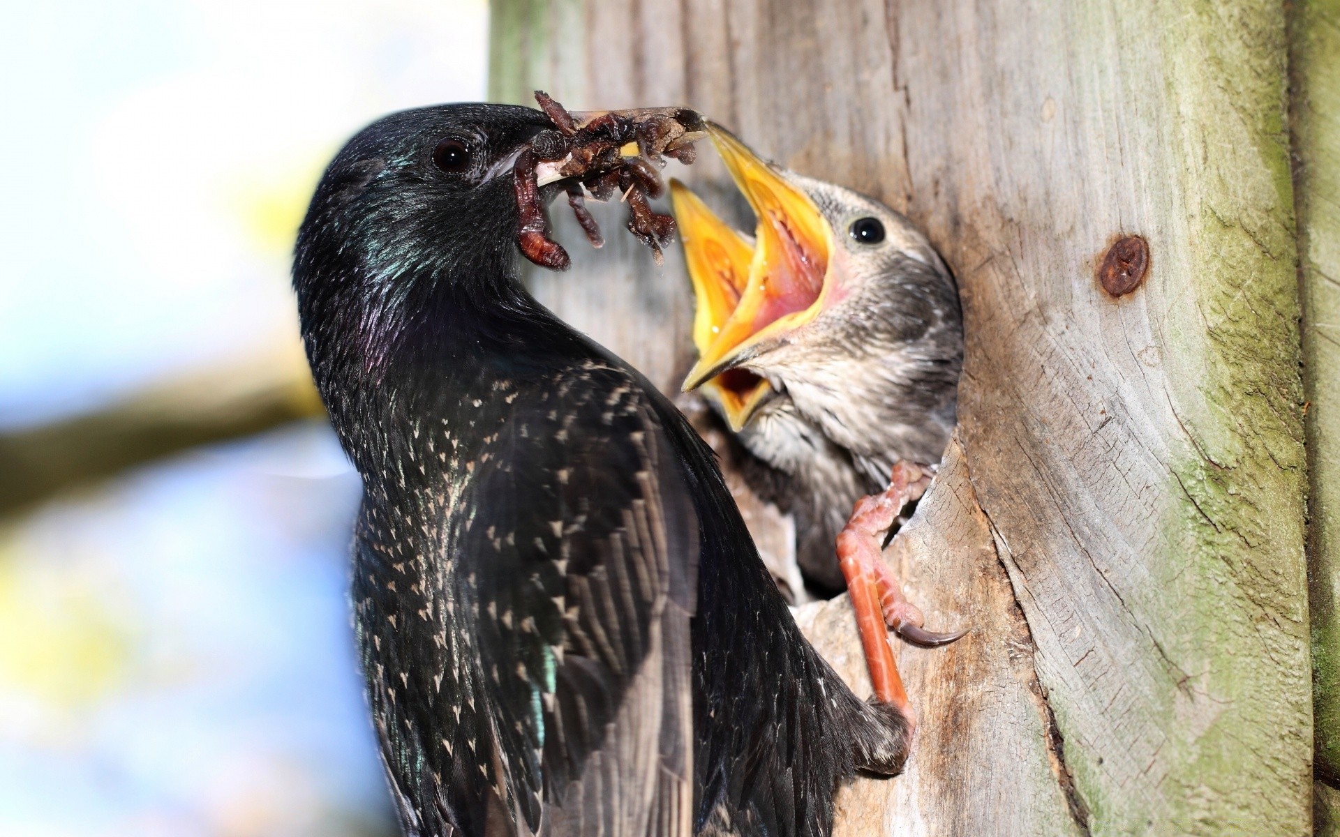 pintos pássaro vida selvagem natureza animal selvagem ao ar livre bico