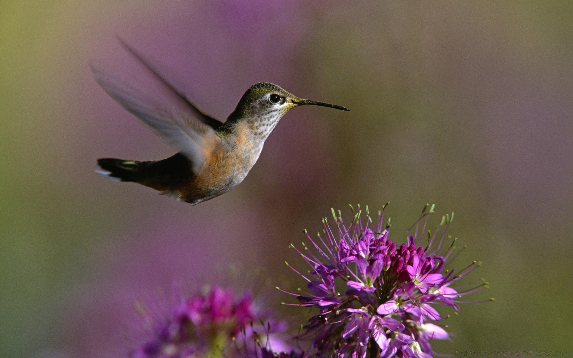 aves naturaleza flor al aire libre salvaje colibrí pájaro vida silvestre