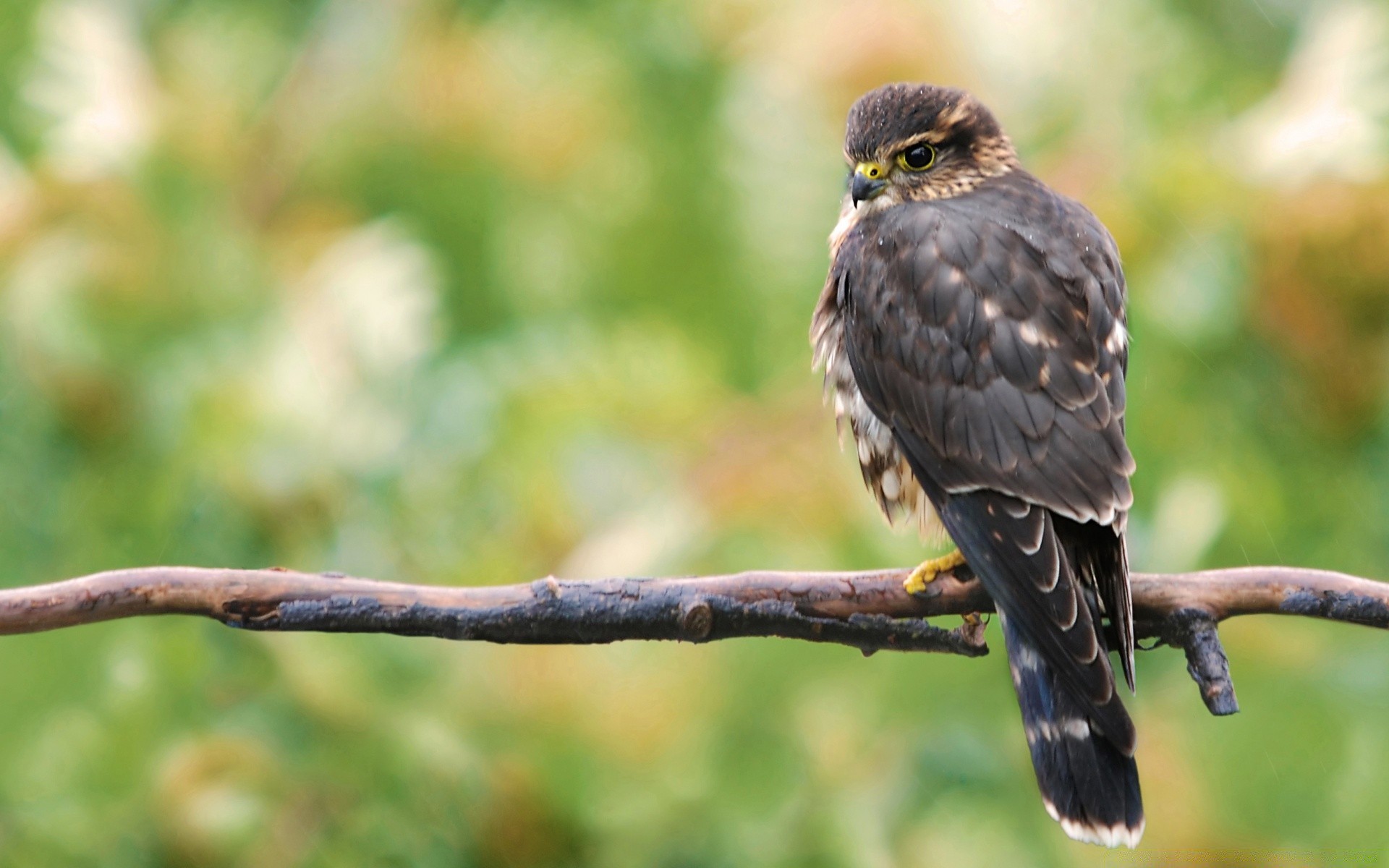 oiseaux oiseau la faune la nature en plein air sauvage animal raptor bec avian