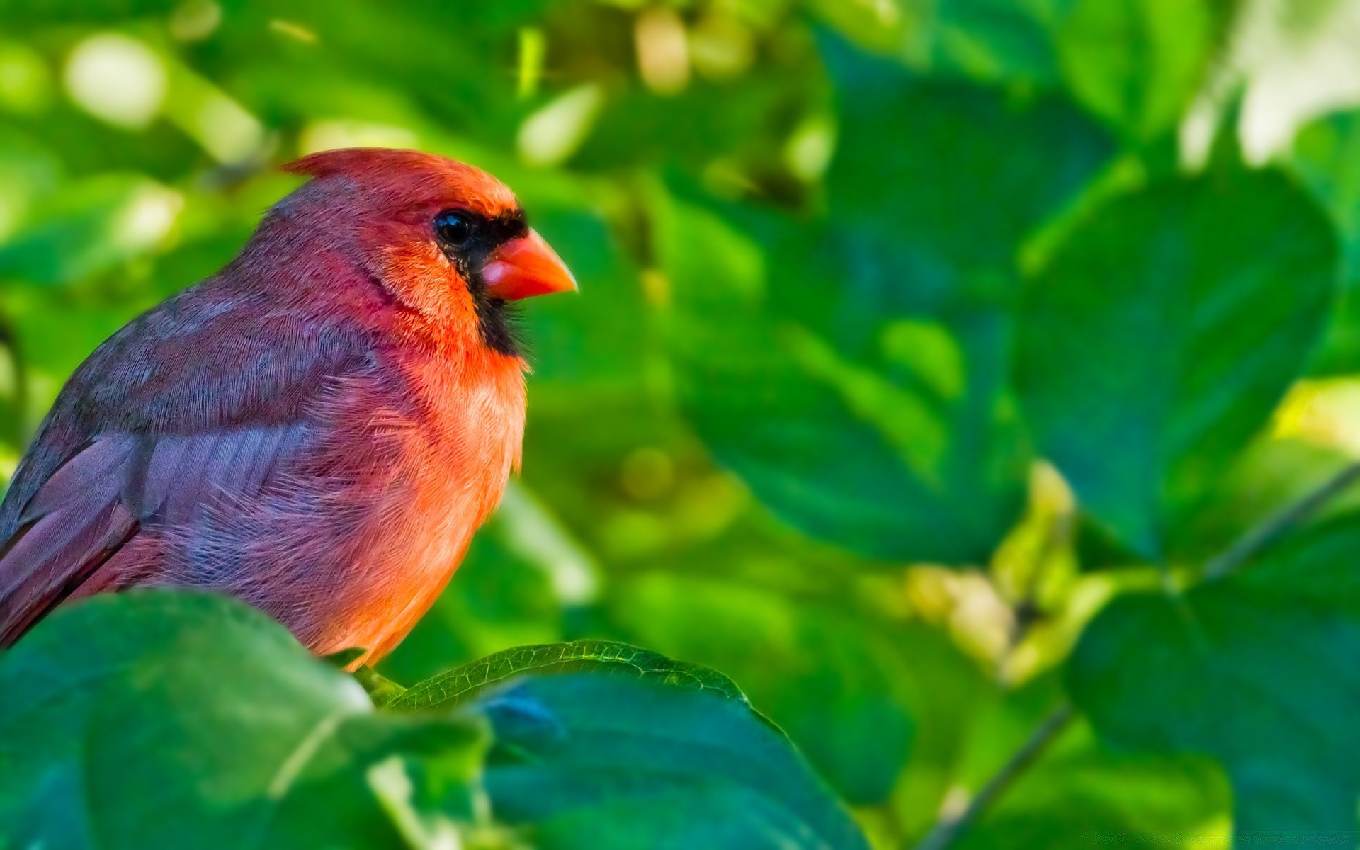 uccelli natura foglia all aperto uccello estate fauna selvatica