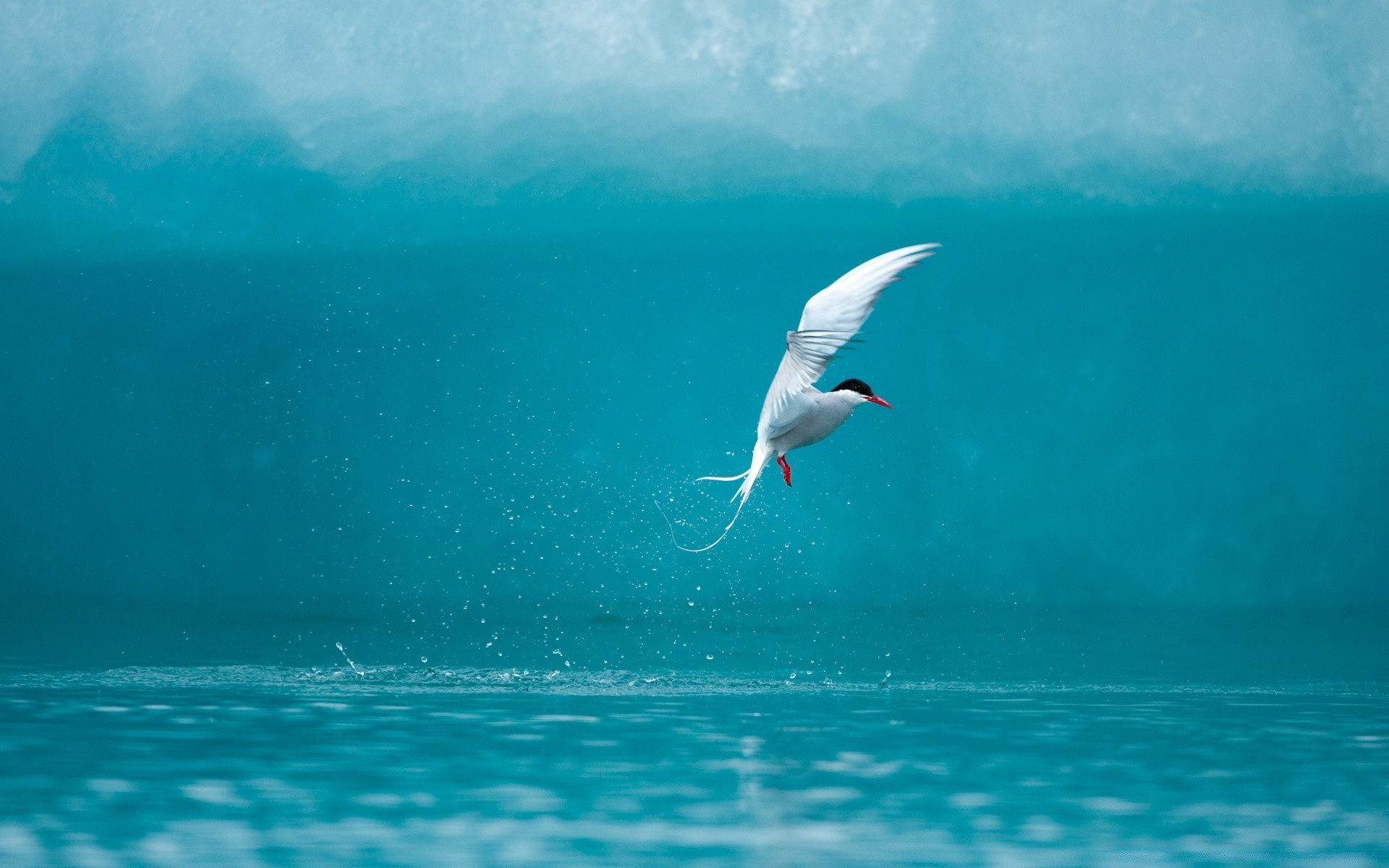 aves água mar oceano pássaro natureza gaivotas praia ao ar livre céu vida selvagem sol verão